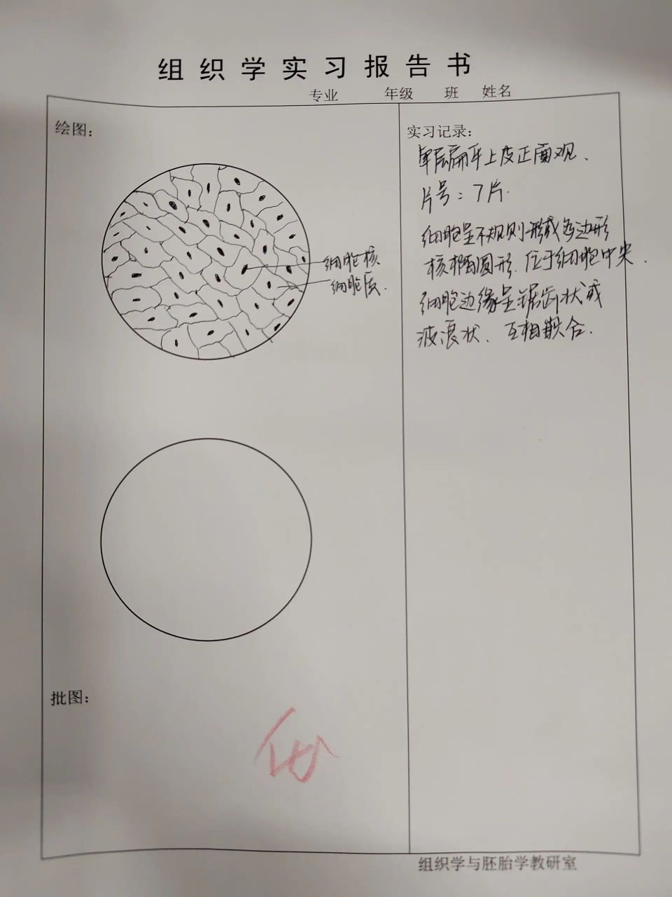 上皮组织红蓝铅笔绘图    单层扁平上皮 单层柱状上皮 未角化的复层