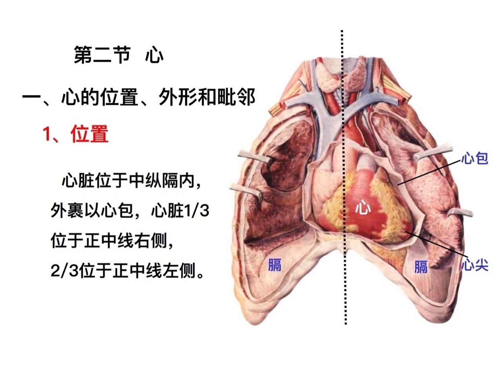 心脏位置图片大全图片