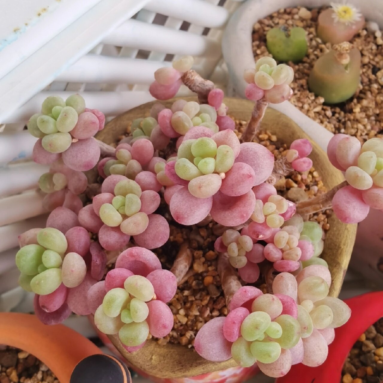 入秋收的第三棵多肉——鱼子酱 终于借着双十一大促的满减收了心心