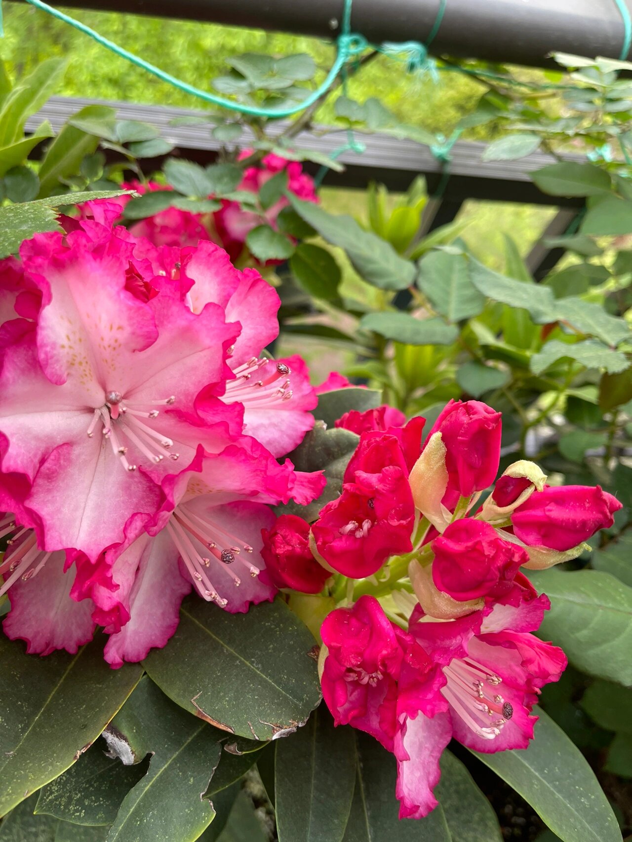 粉黛(红粉佳人) 高山杜鹃 经过漫长的等待,迎来第一次的盛开!