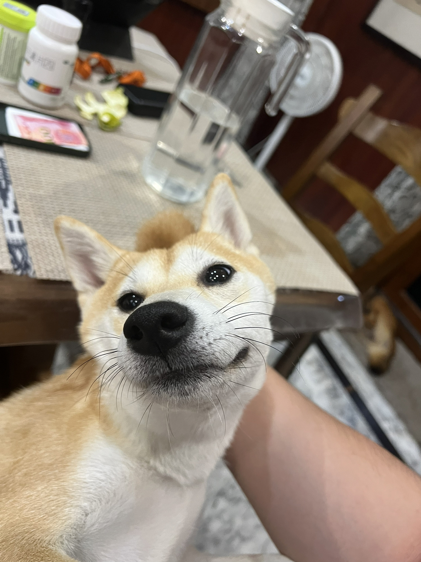 柴犬长得像狐狸,不胖脸是正常的吗!