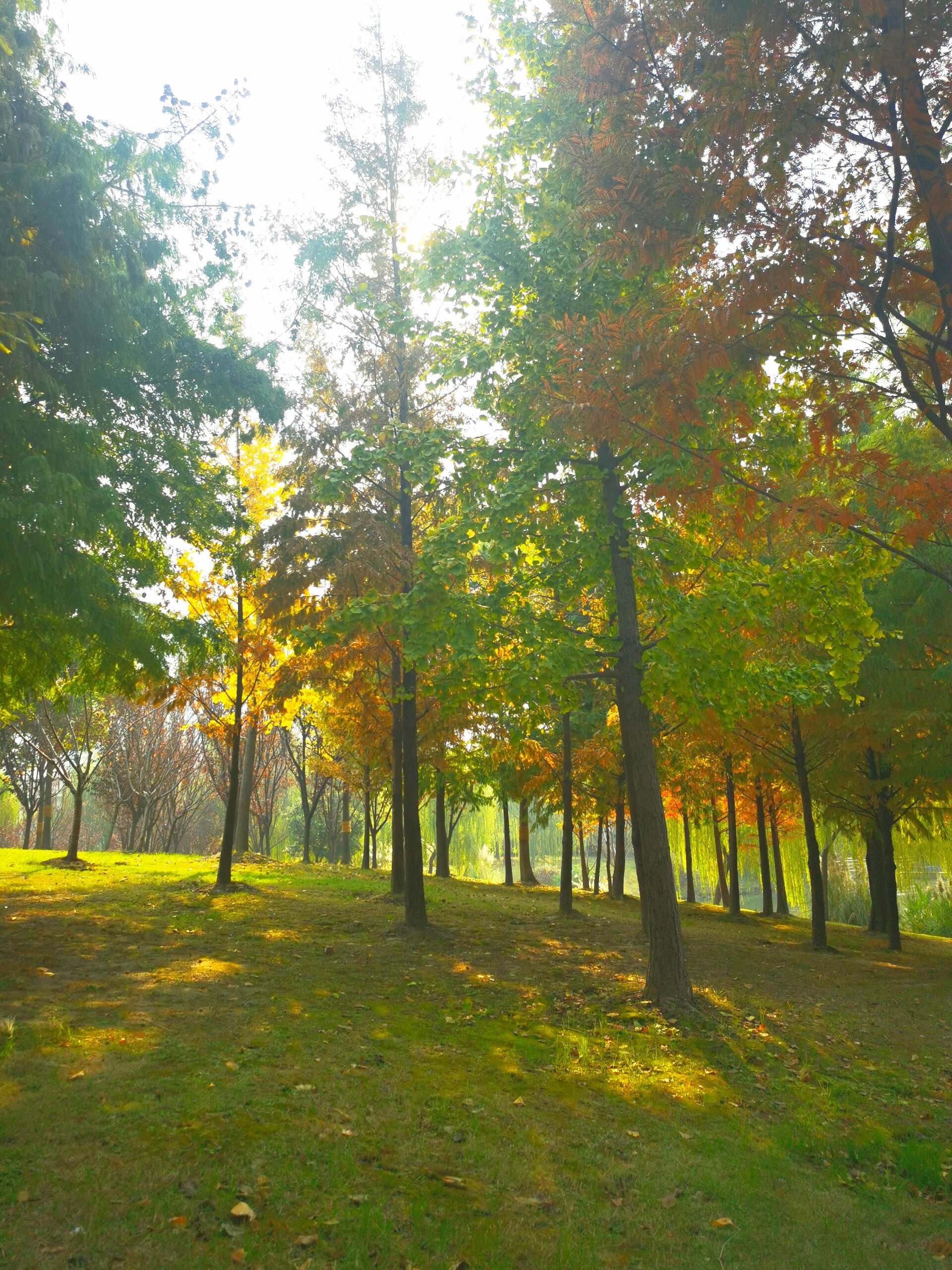 安徒生童话《枞树》 小时候读童话,觉得是真的童话 67今天再次读到