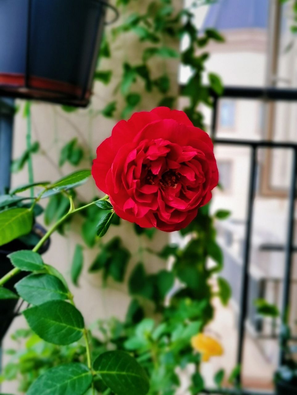 真彩230 日本月季界的四大妖花之一,花型花色真的是非常富有多变性.