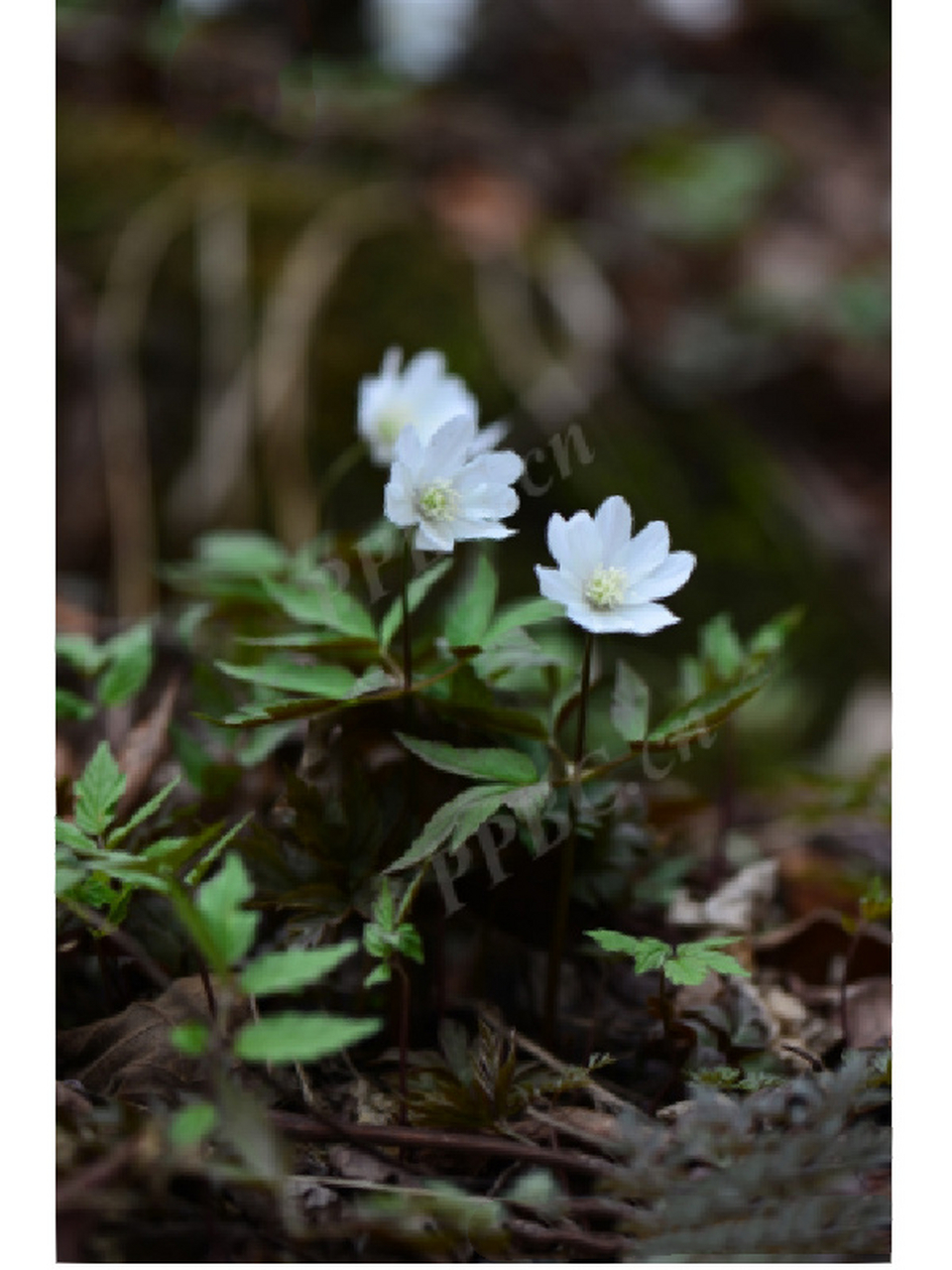 石菖蒲花 水菖蒲图片