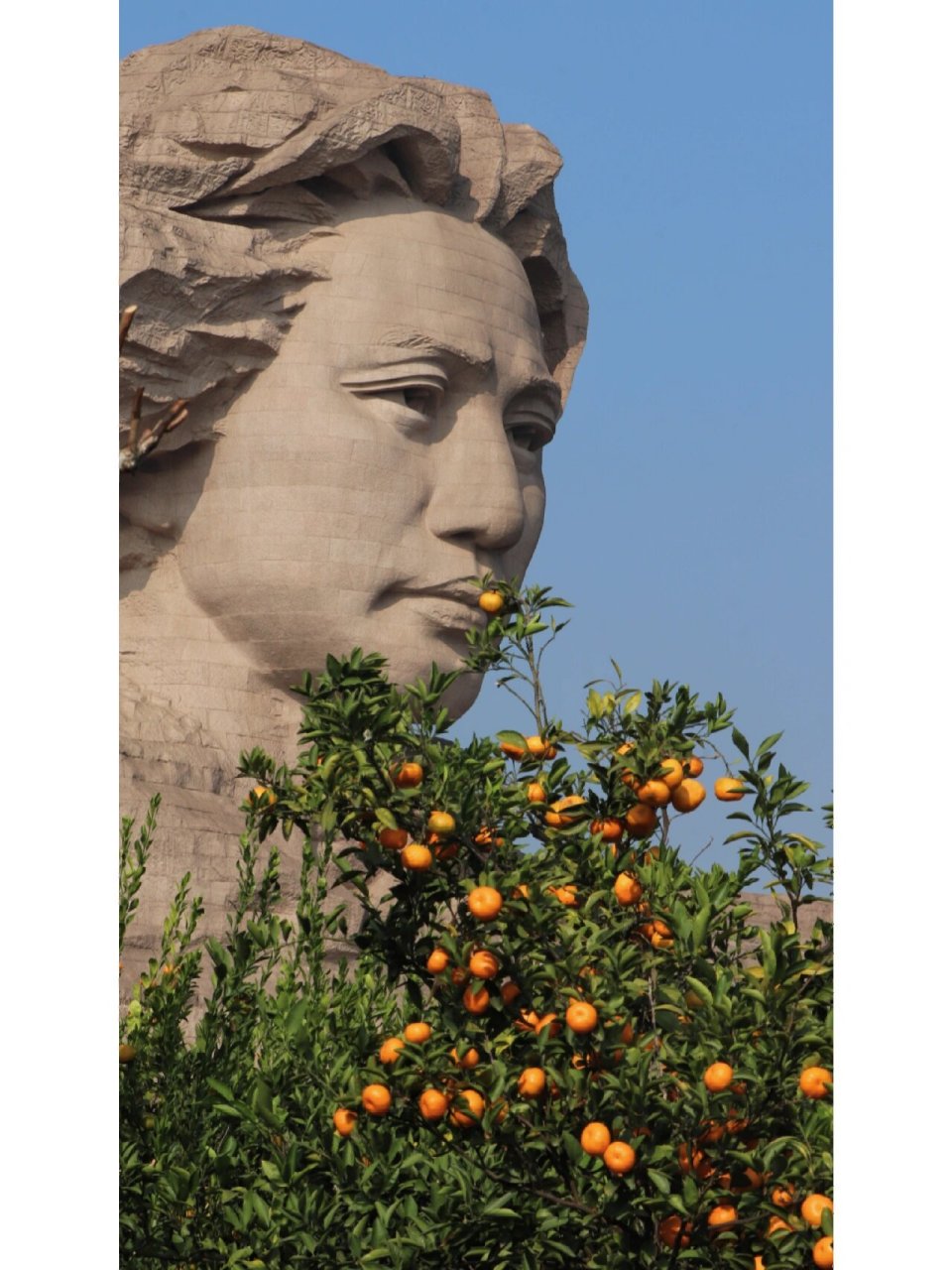 橘子洲的橘子 秋天,无论如何,去看一眼橘子洲头的毛嗲嗲吧.