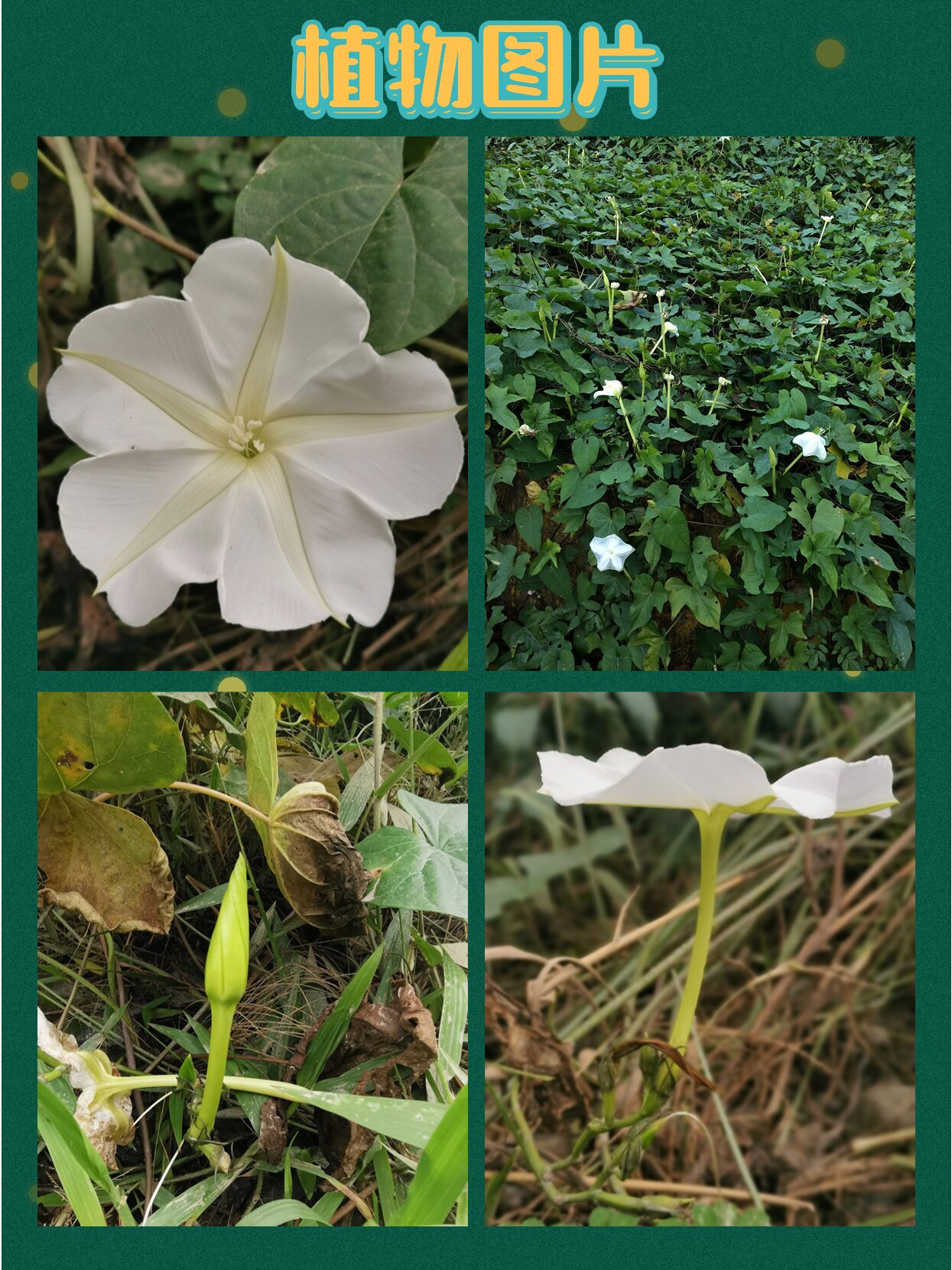 月光花花图片大全大图图片