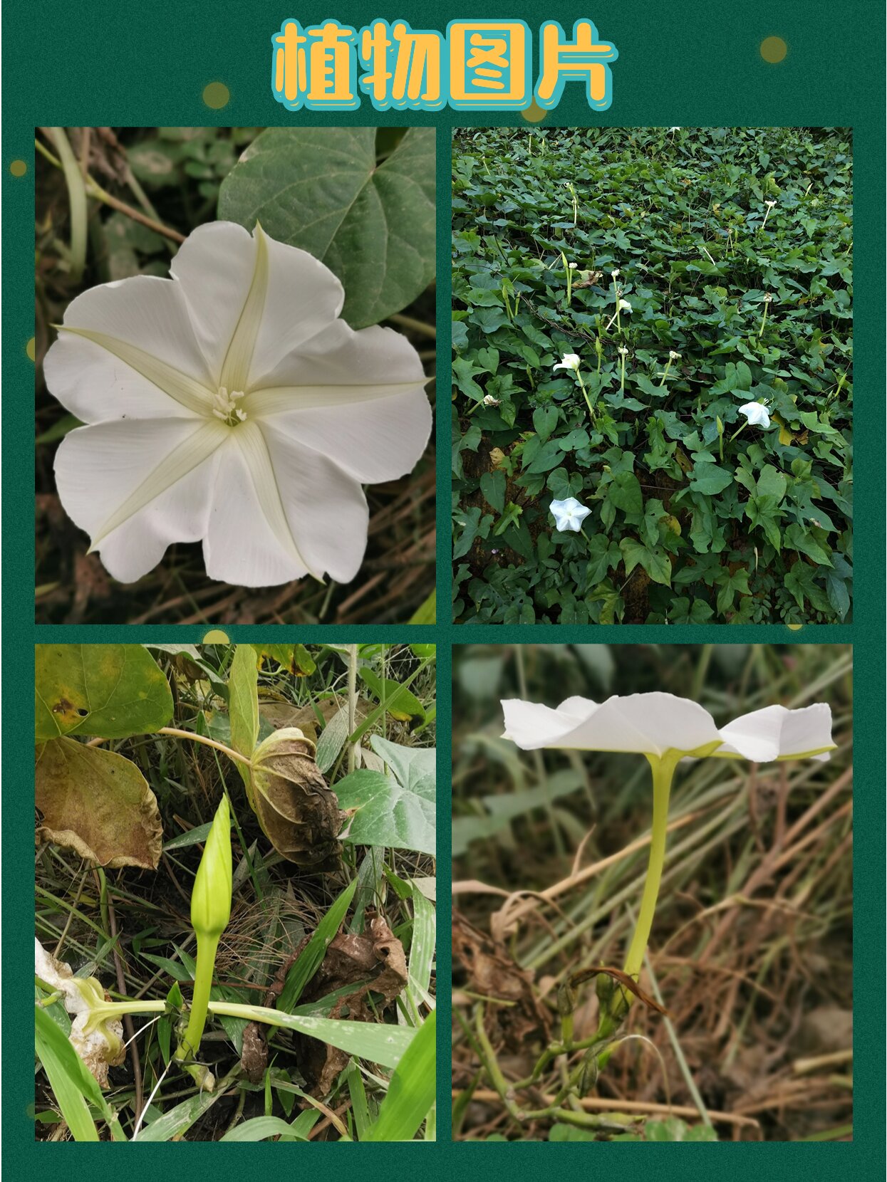 月光花:夜间盛开的白色花朵,形似满月
