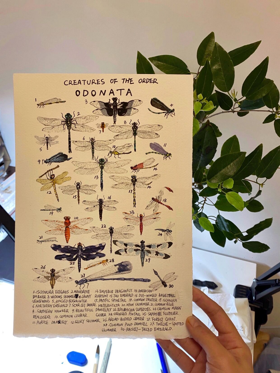 昆虫记图鉴3: 蜻蜓目(odonata) 蜻蜓目(odonata),昆虫纲,可分为蜻蜓类