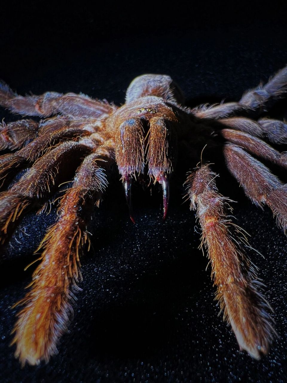 中文名:捕鸟蛛 别名:bird-eating spider 界:动物界 门:节肢动物门