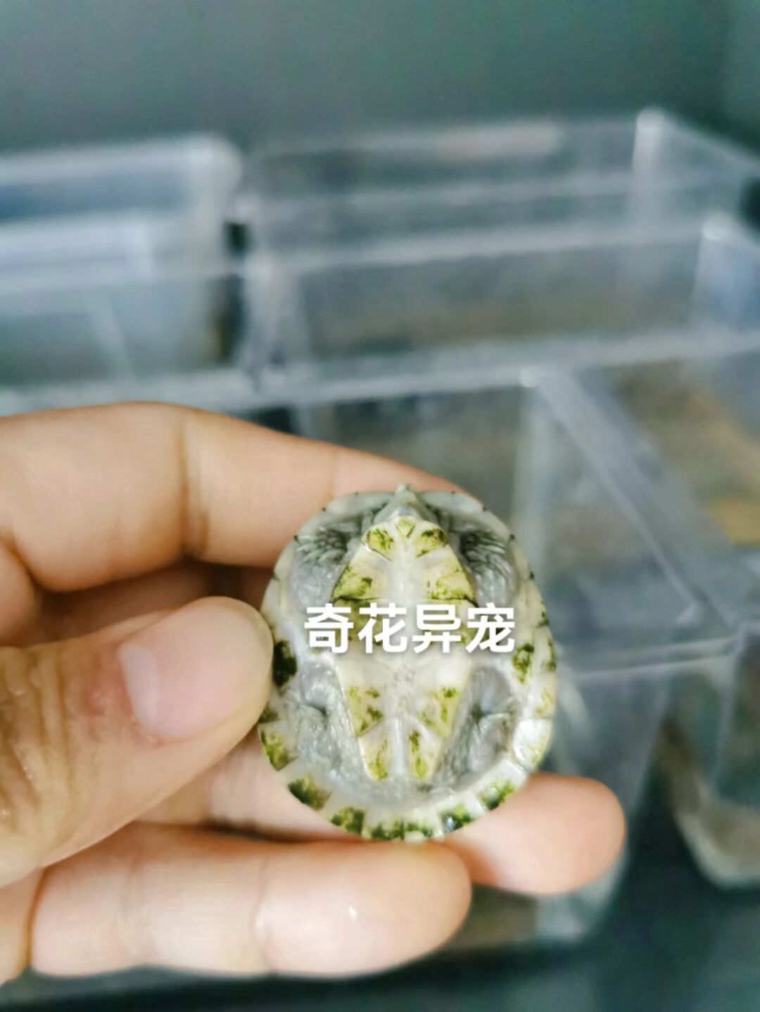 麝香龟简介 麝香龟(学名:sternotherus odoratus)是动胸龟科,麝香龟属