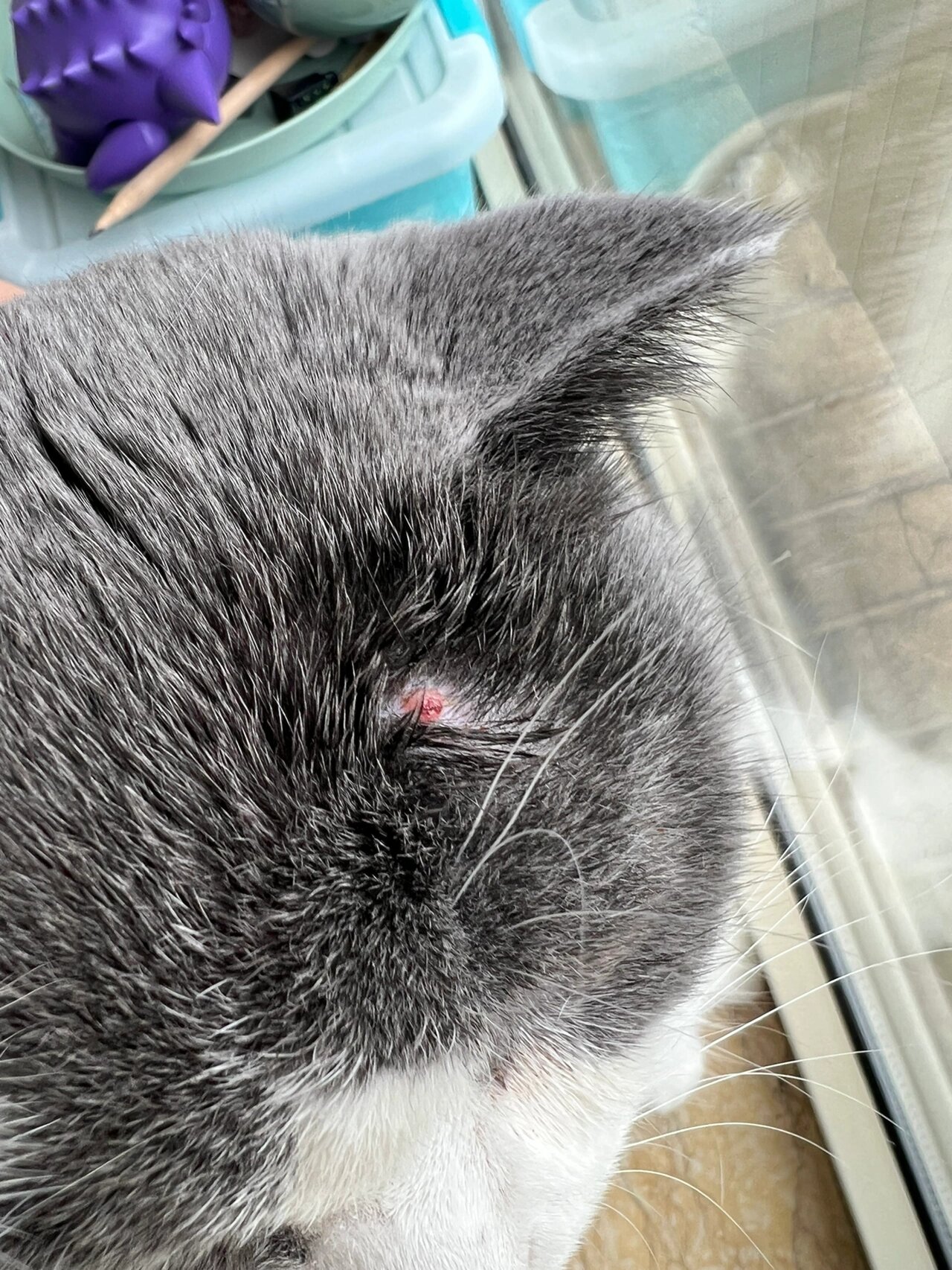 1岁喵 肥大细胞瘤 是否一定要手术呢 突然摸到猫猫