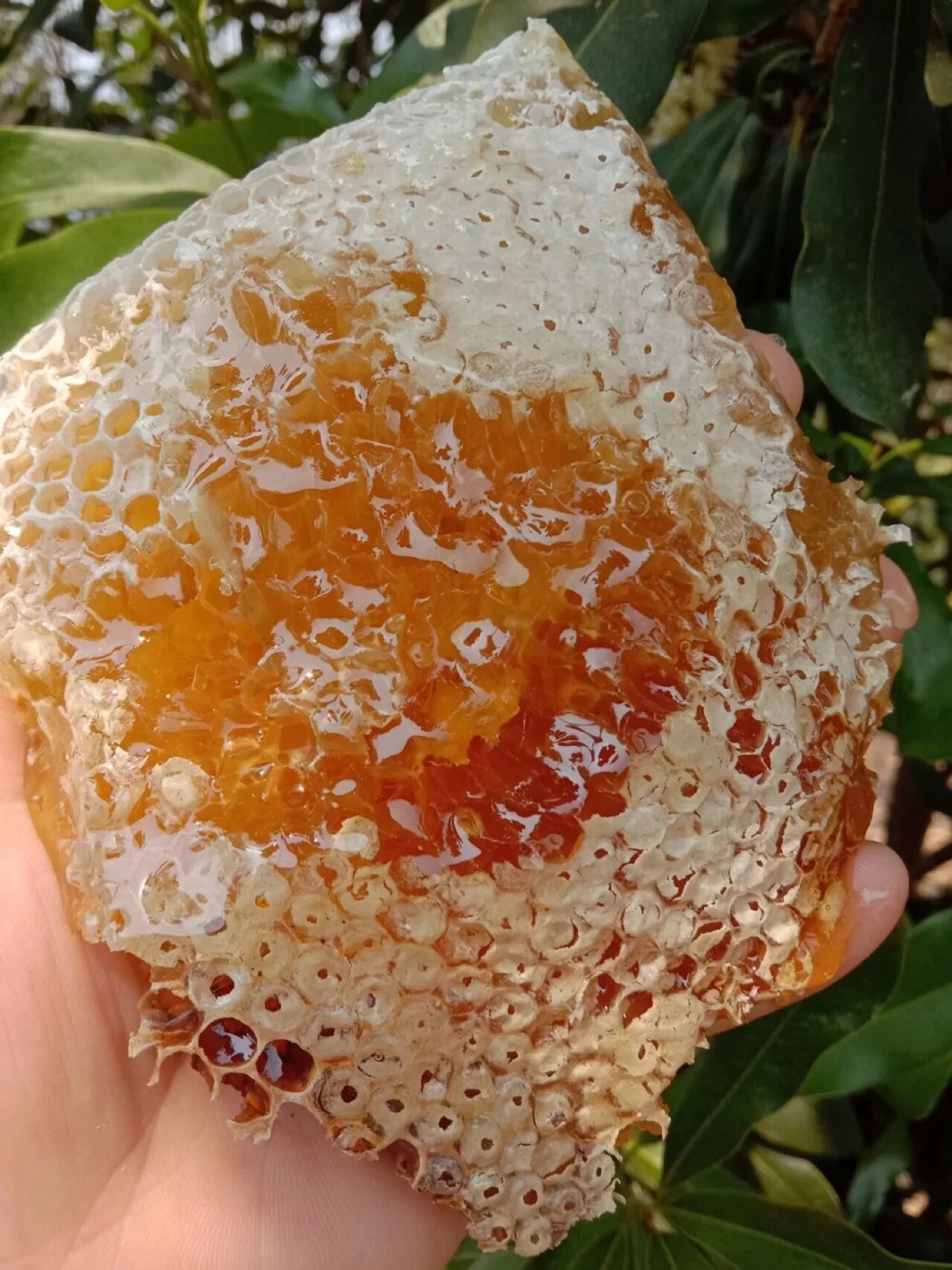 蜂蜜有保质期不能吃吗(蜂蜜有保质期不?) 蜂蜜有保质期不能吃吗(蜂蜜有保质期不?)