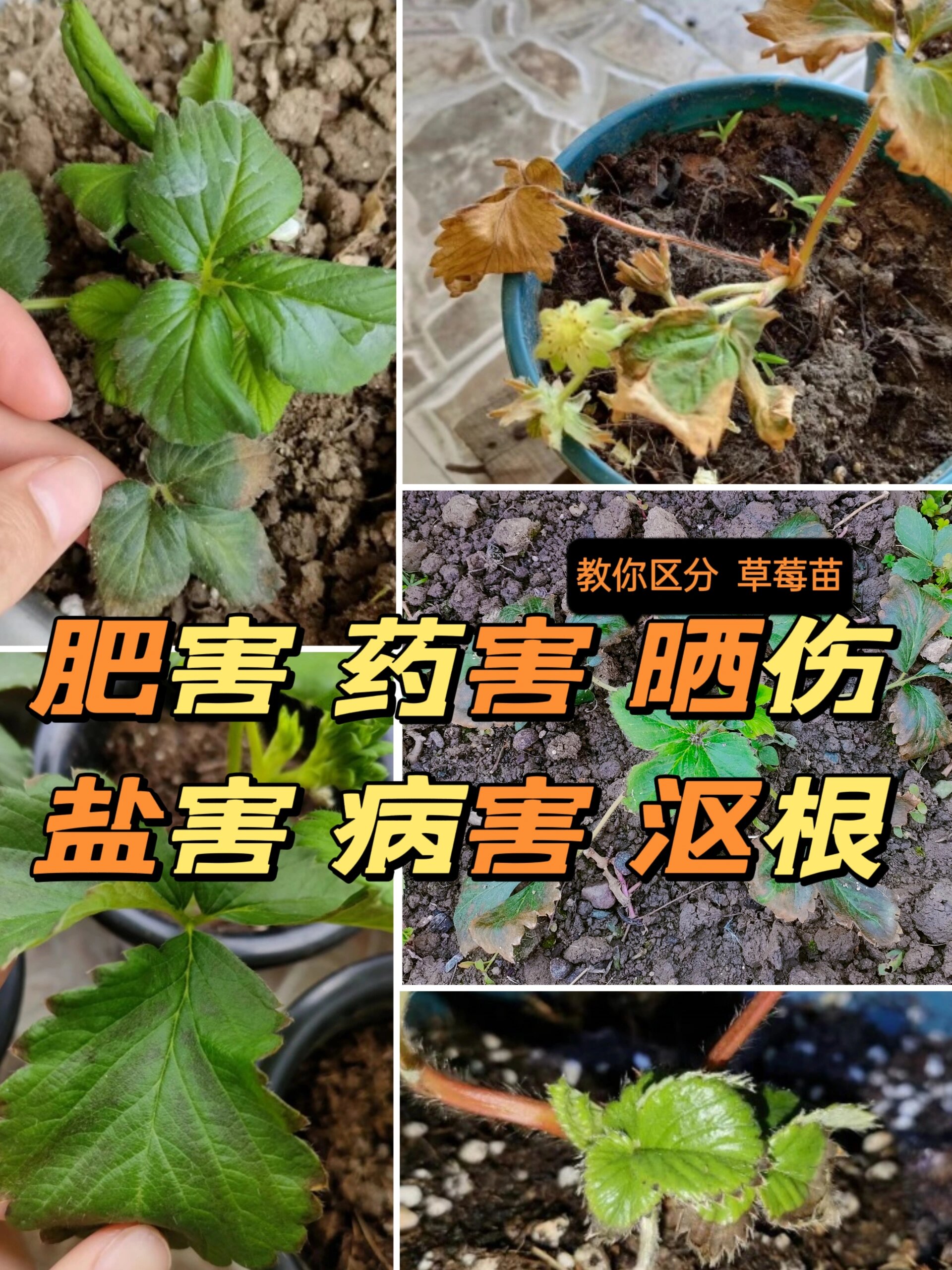 草莓各种病害图谱图片