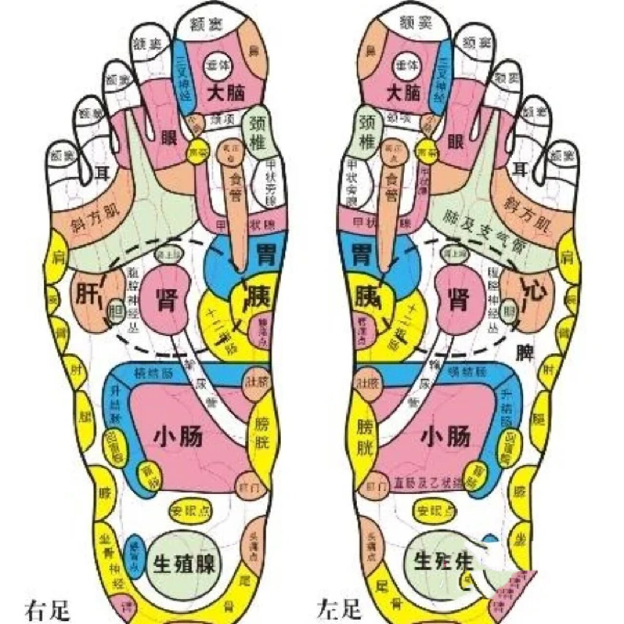 足底反射区是中医的一种说法,中医认为人体的各部位器官在足底都有相