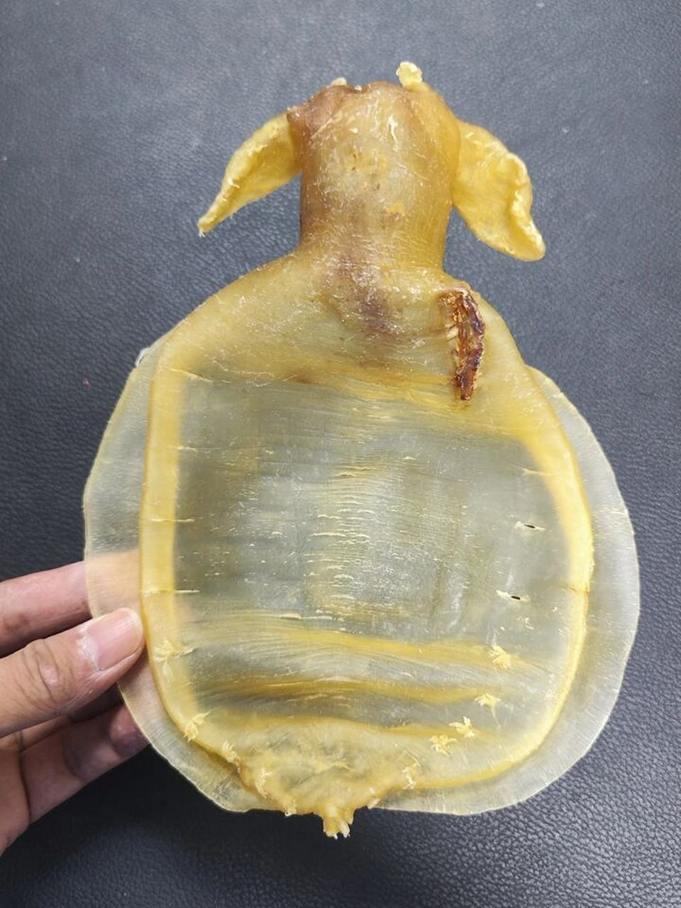 【每日一胶】 品种:野生大耳赤嘴公 胶龄:3年 工艺:清水原胶片 肉质