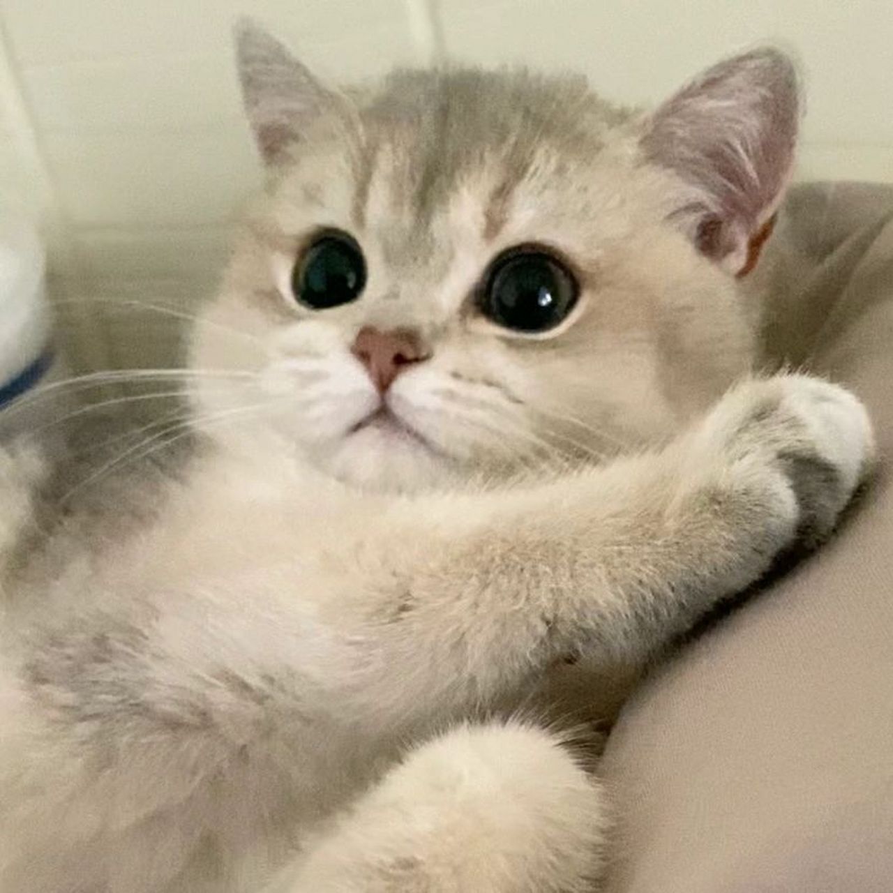 猫猫情侣头像分享 本来是表情包 最近求原图的人挺多的 就一起分享