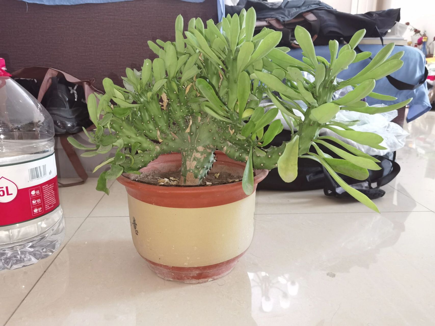 玉麒麟绿植!带来好运!