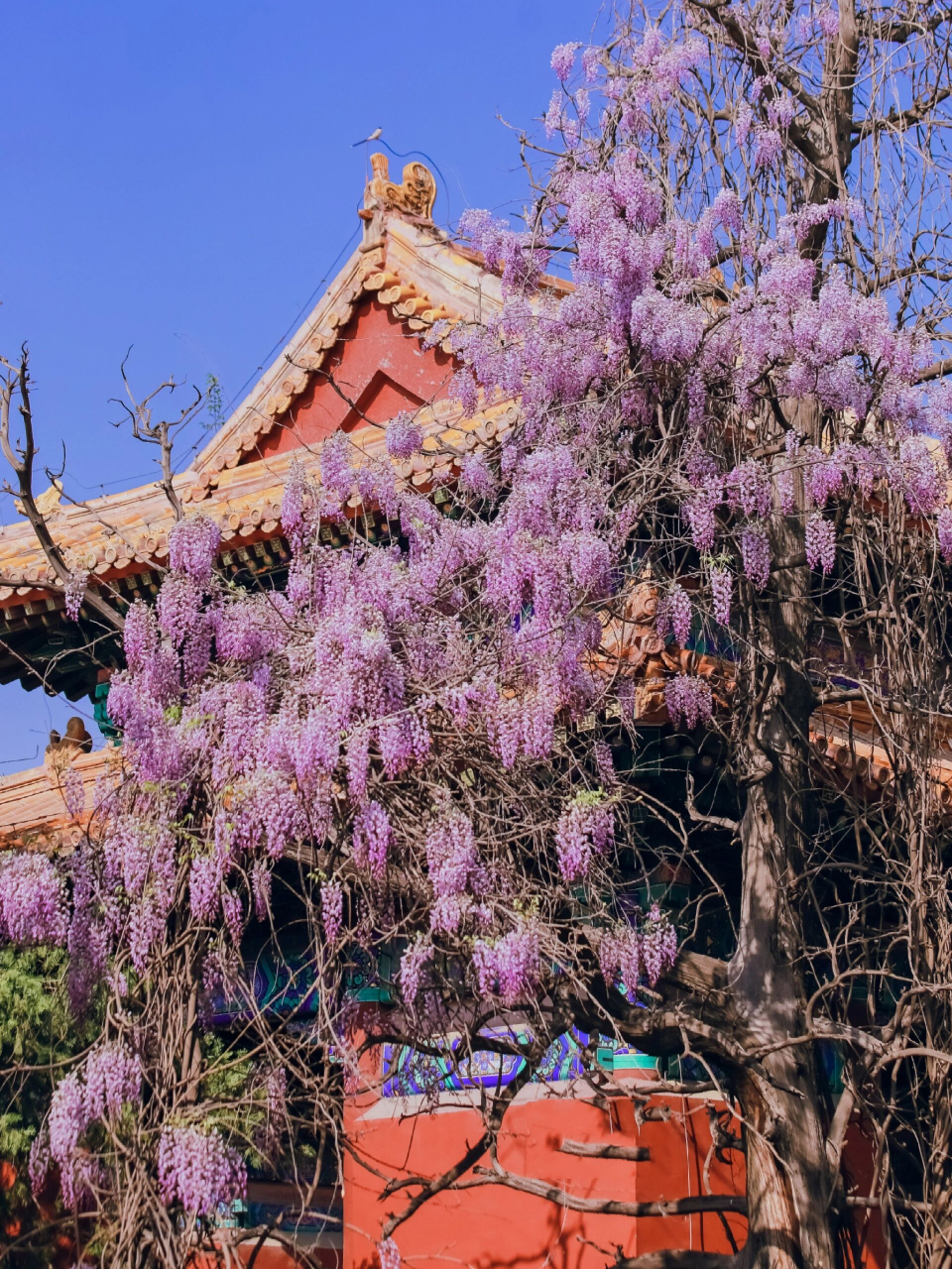 错过北京孔庙的百年紫藤,真的会后悔一年 孔庙的百年紫藤,比公园里的