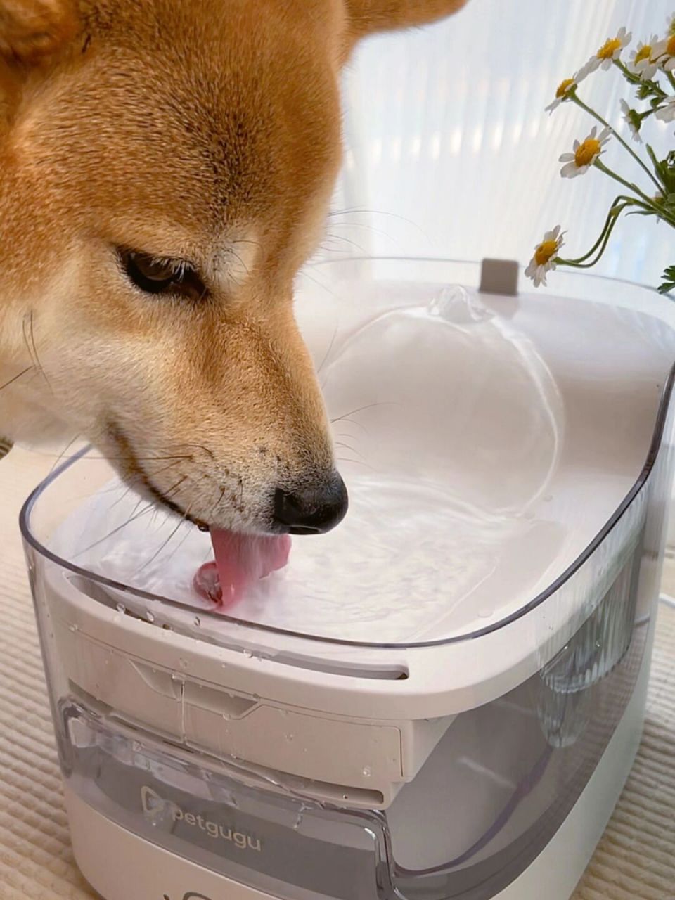 狗舌头喝水图片