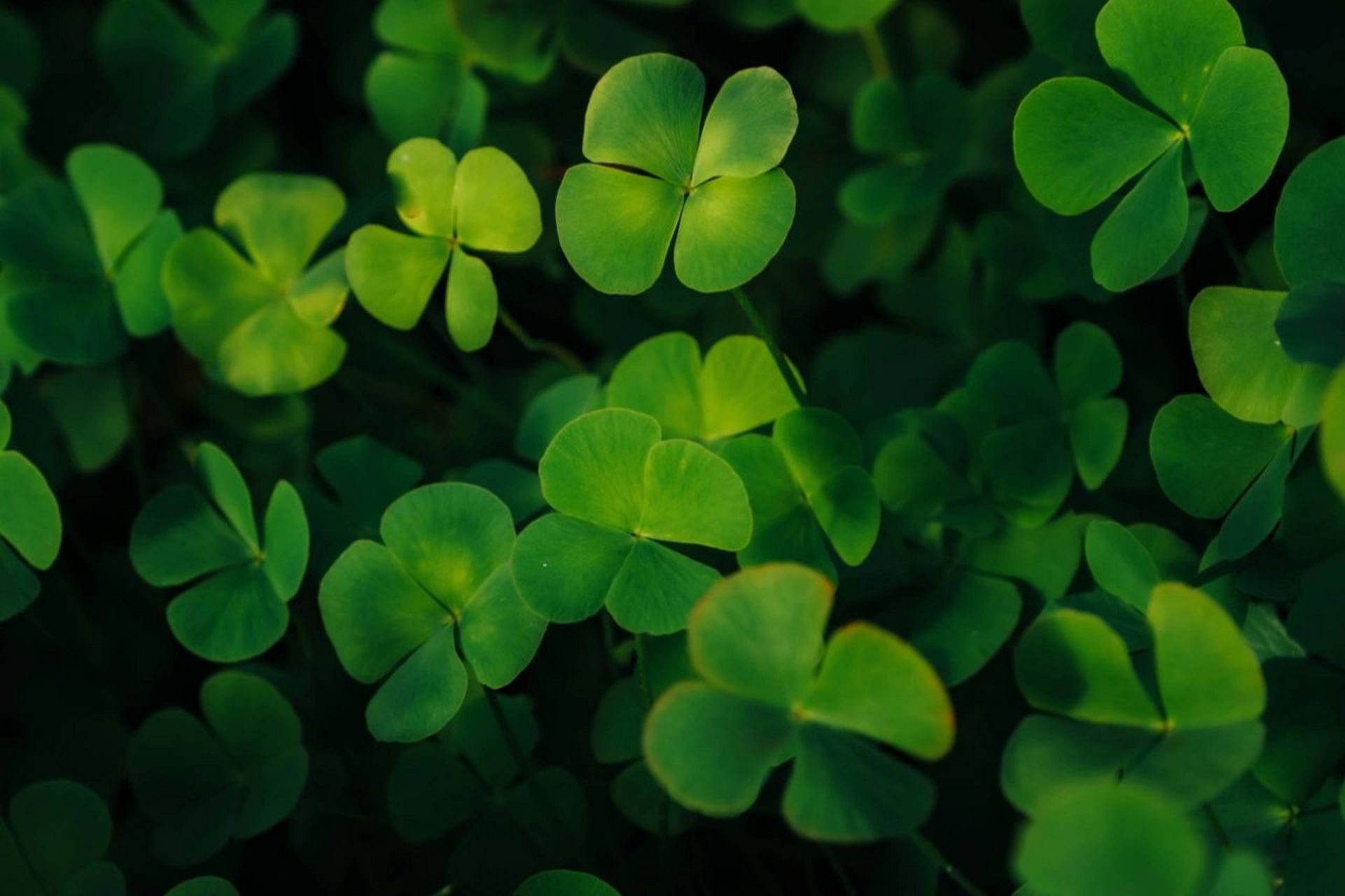 听说找到四叶草就会有好运发生哦 在四叶草海里肯定会幸运爆棚吧