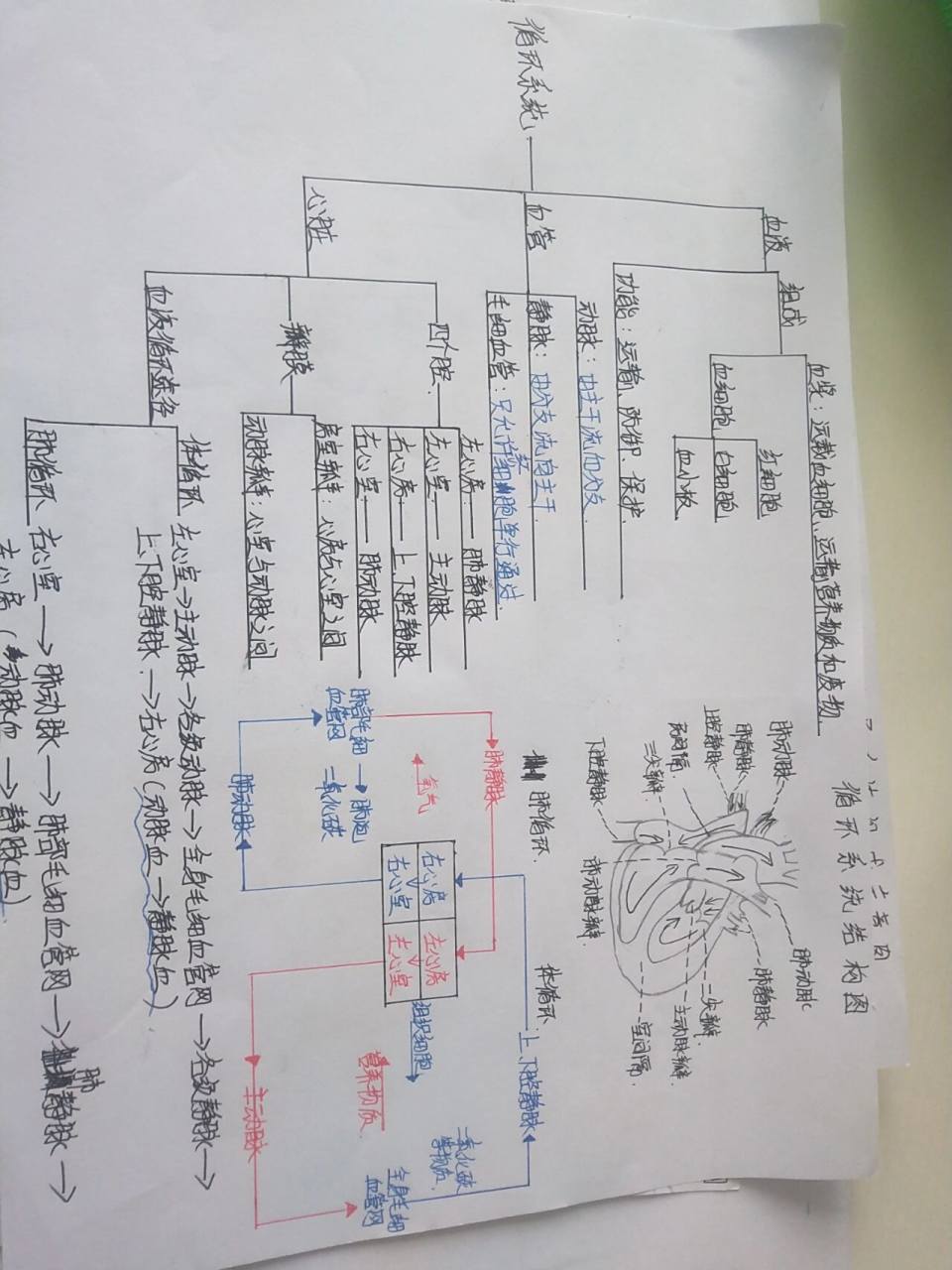 七下生物循环系统思维导图