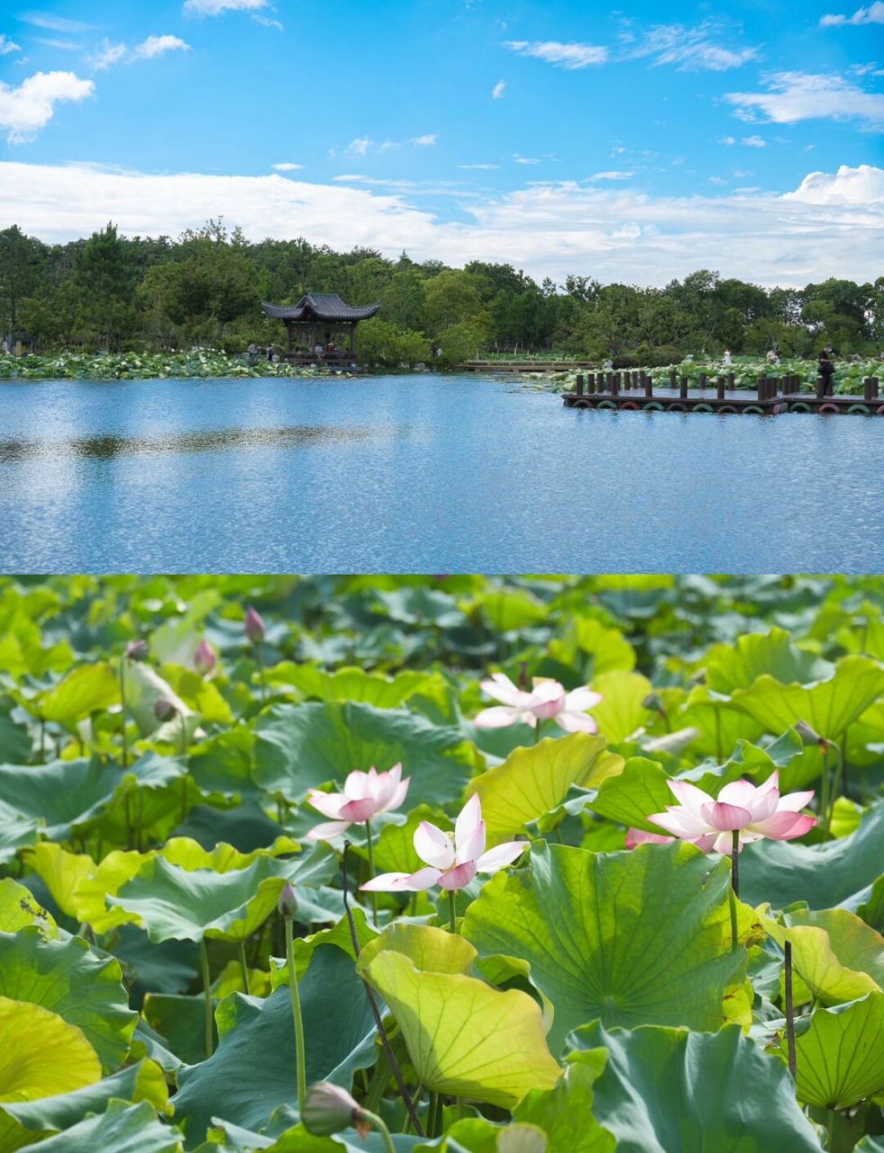雨打荷叶 洒出一幅江南烟雨朦胧画 光照荷花 点亮一片蔚蓝池塘03