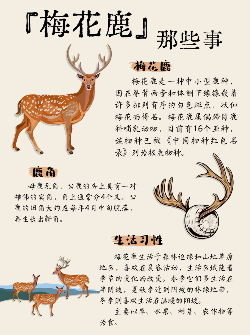 【动物科普·梅花鹿】这些科普你都知道吗71 "呦呦鹿鸣,食野之苹.