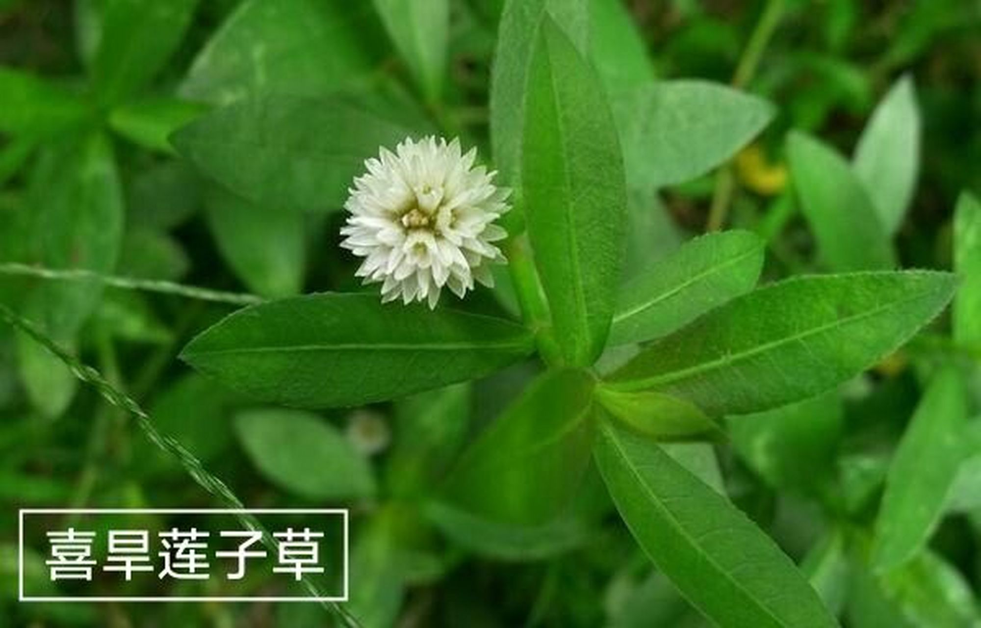 双子叶植物纲,中央种子目,苋科,莲子草属【别名:空心莲子草,革命草