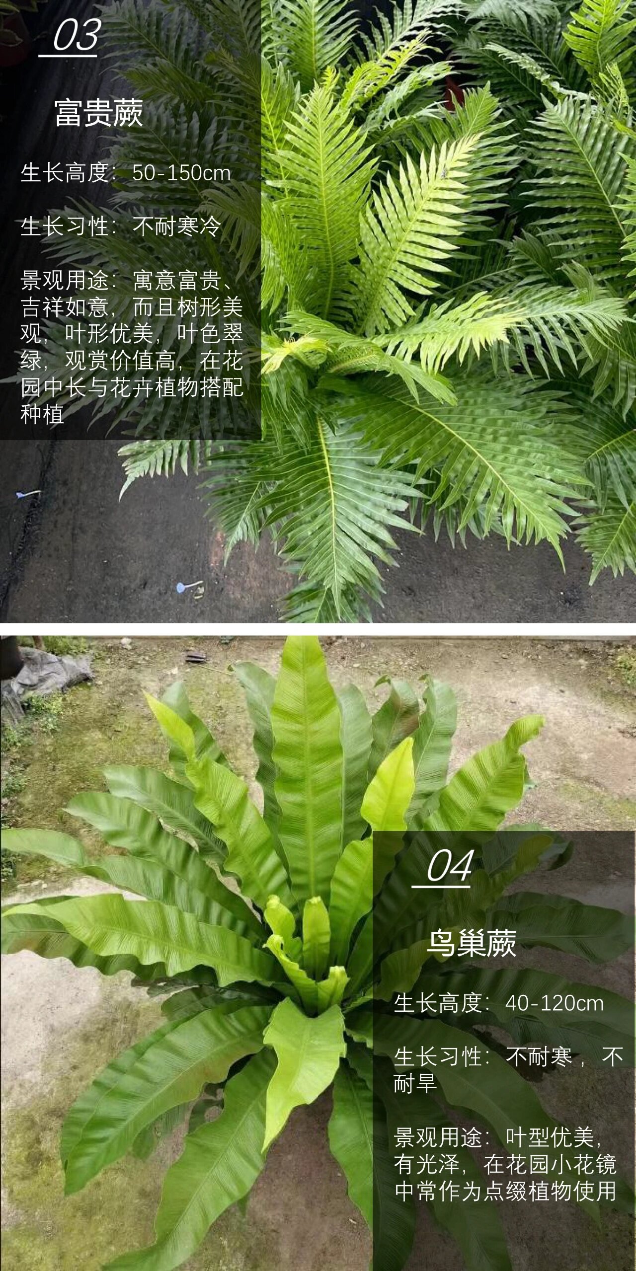 花园常用&蕨类植物合集【15】 花园设计师经典分享 蕨类植物的生长