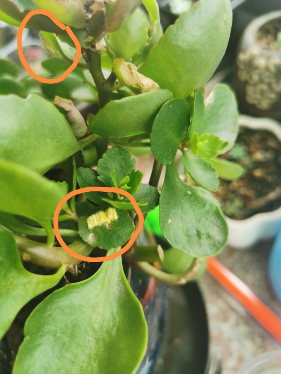 长寿花长虫 我要崩溃了,长寿花放在窗台露养,没见长大,发现长了好多虫