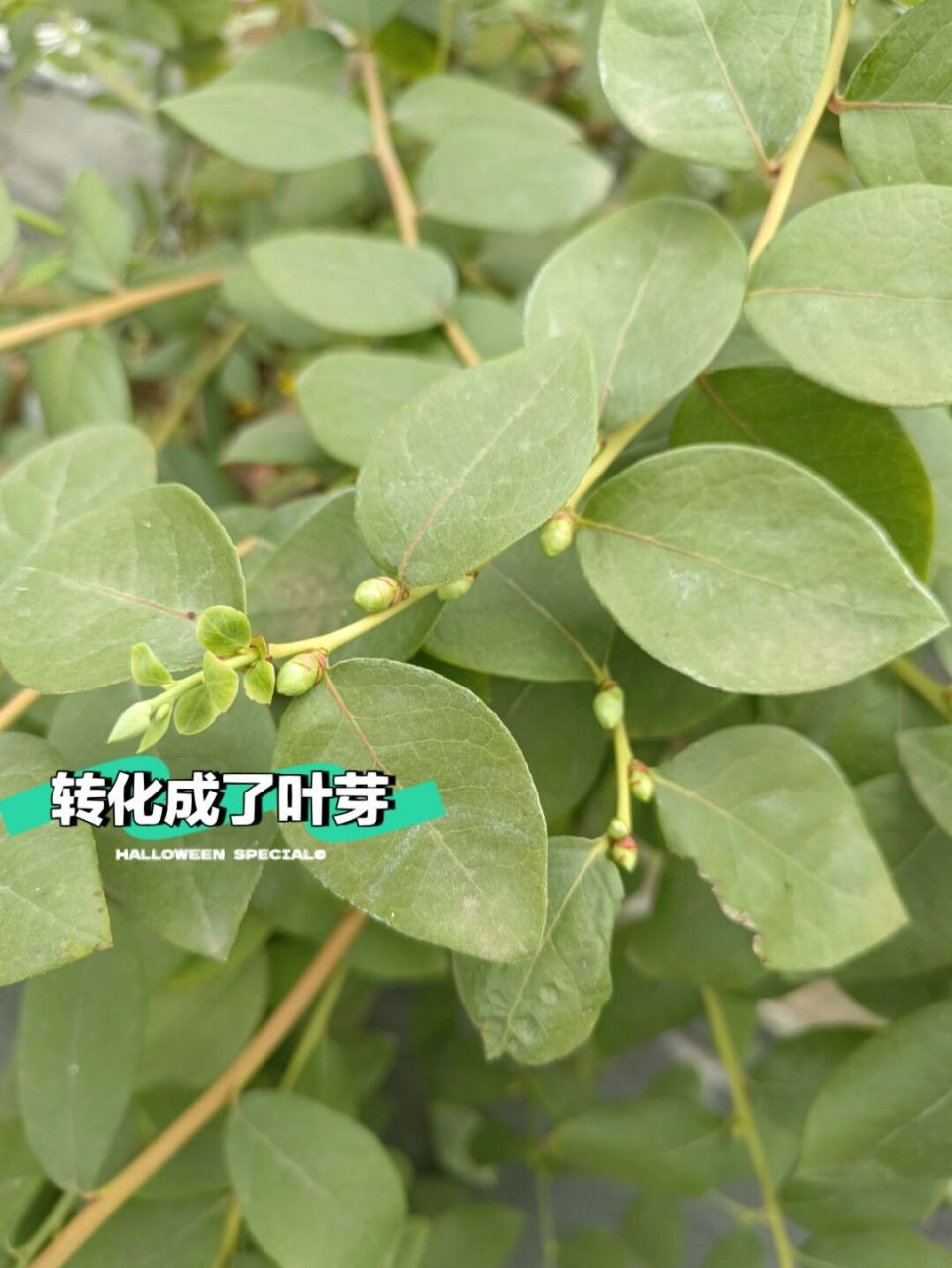 花芽分化的二三事04 97蓝莓花芽的孕育一般是在八九月份 早熟的低