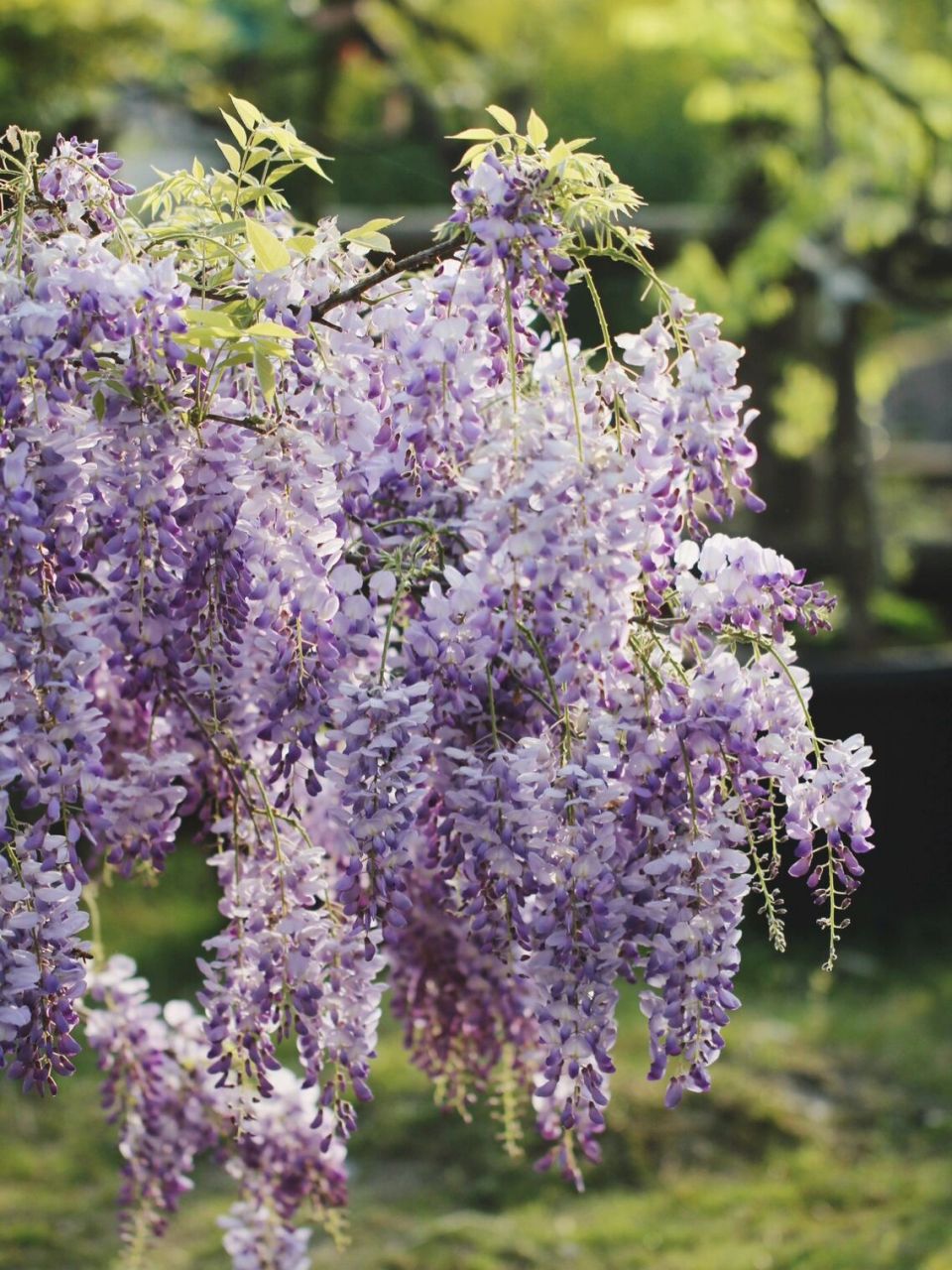 盆栽党也能拥有的开花性超强紫藤品种-丰花 鳗园的中国紫藤 丰花