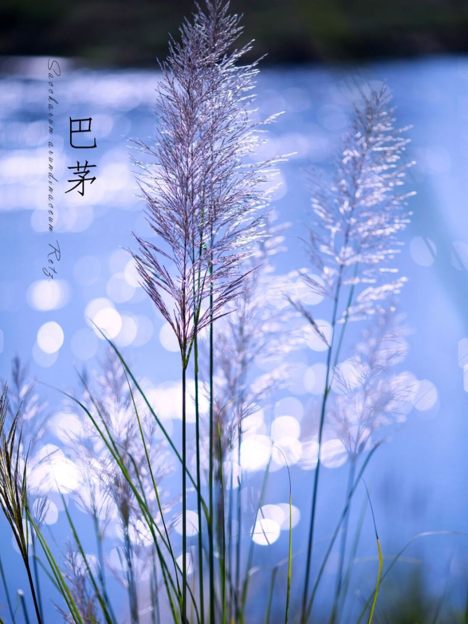 河边的巴茅草|写生集 春风一笑多青眼, 秋水随心共白头.