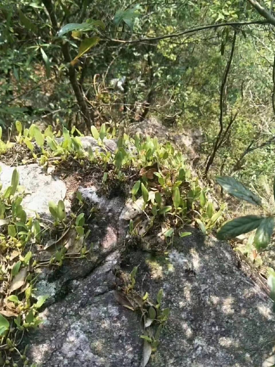 野生石橄榄 漳州野生石橄榄