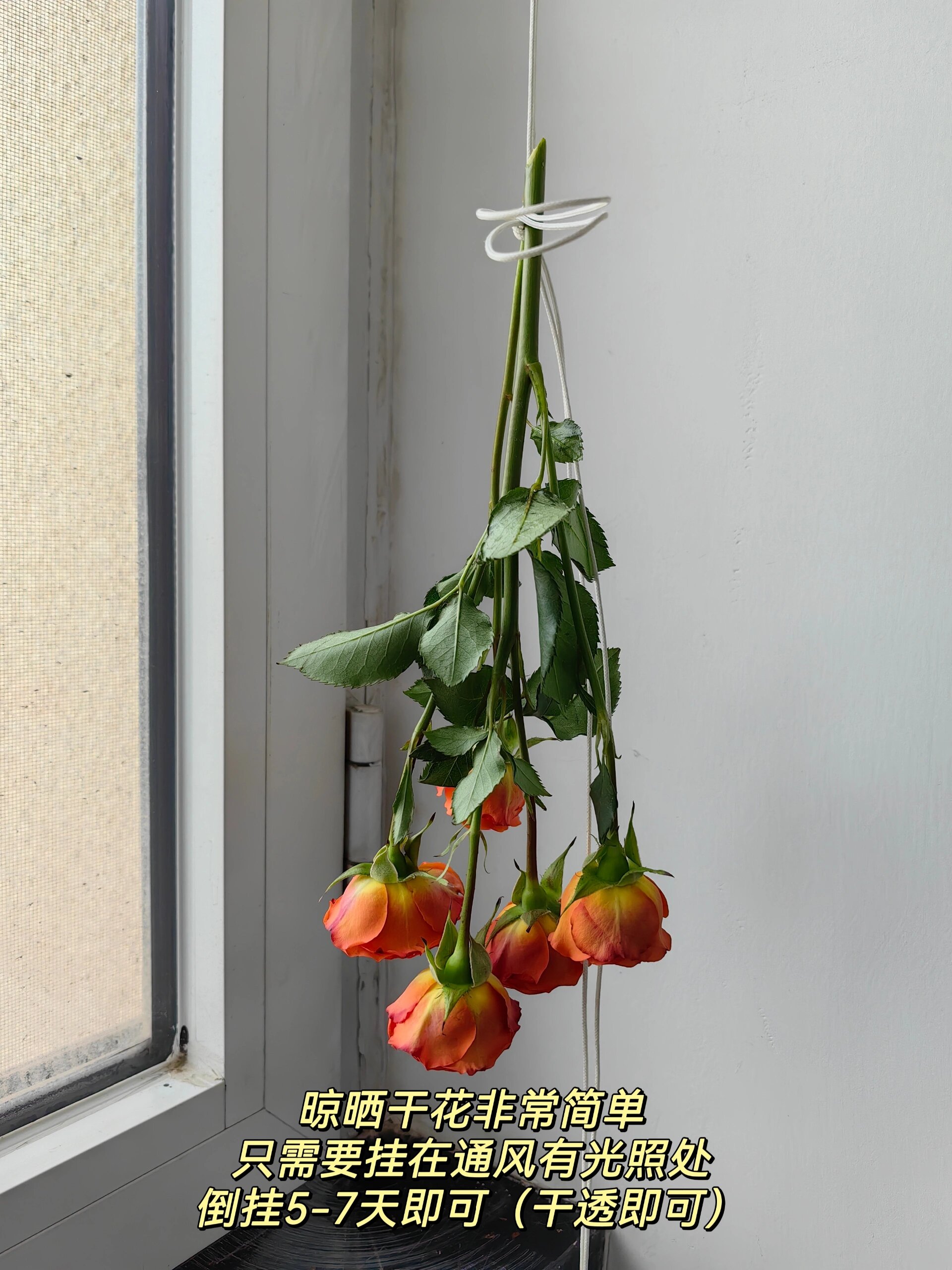 干花制作 | 倒挂风干篇97 姐妹们收到一些有纪念意义的鲜花想永久