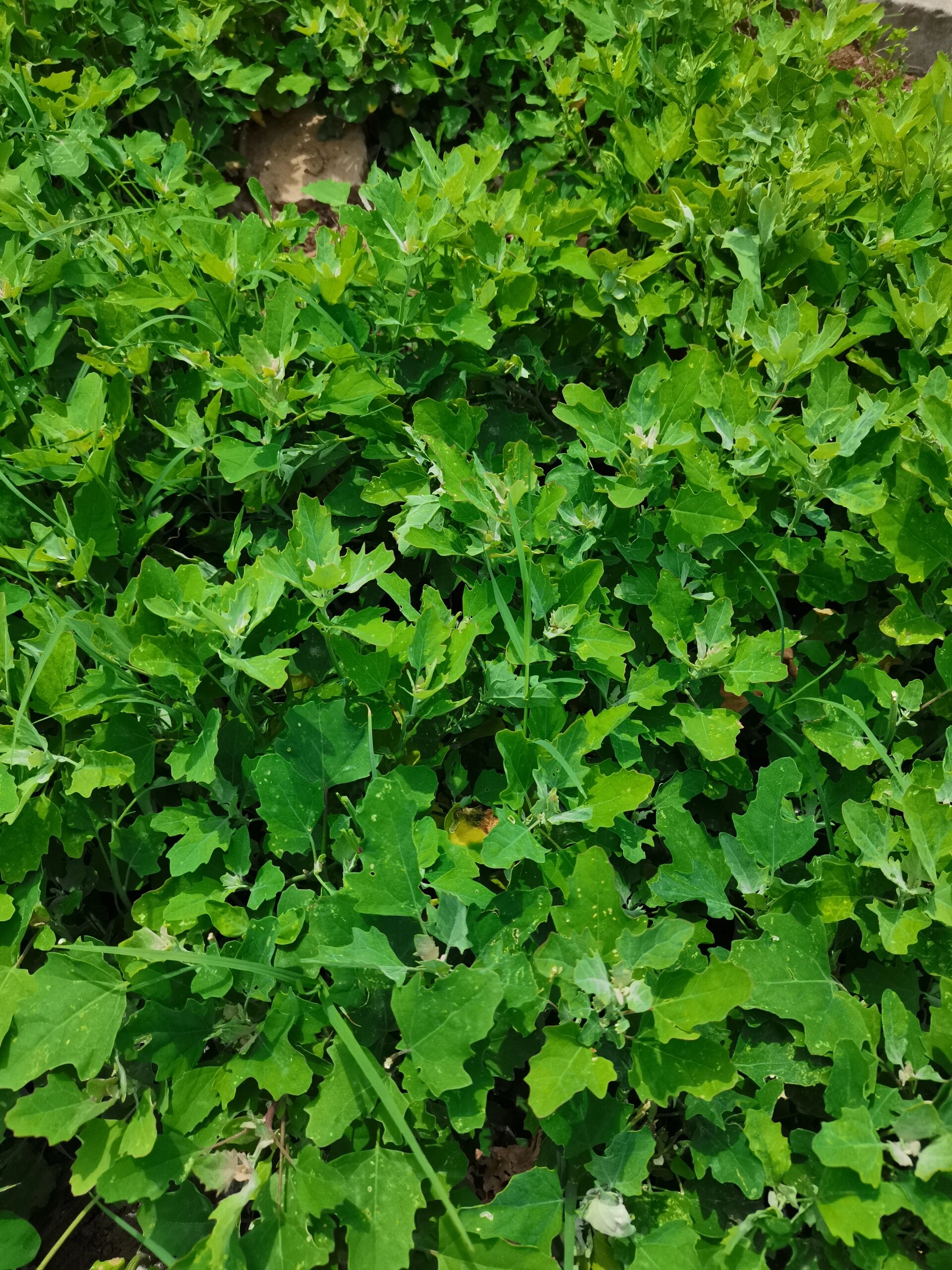 补钙又通便 今天去挖了些野菜,大家都认识这个菜吗,这个野菜叫灰灰菜