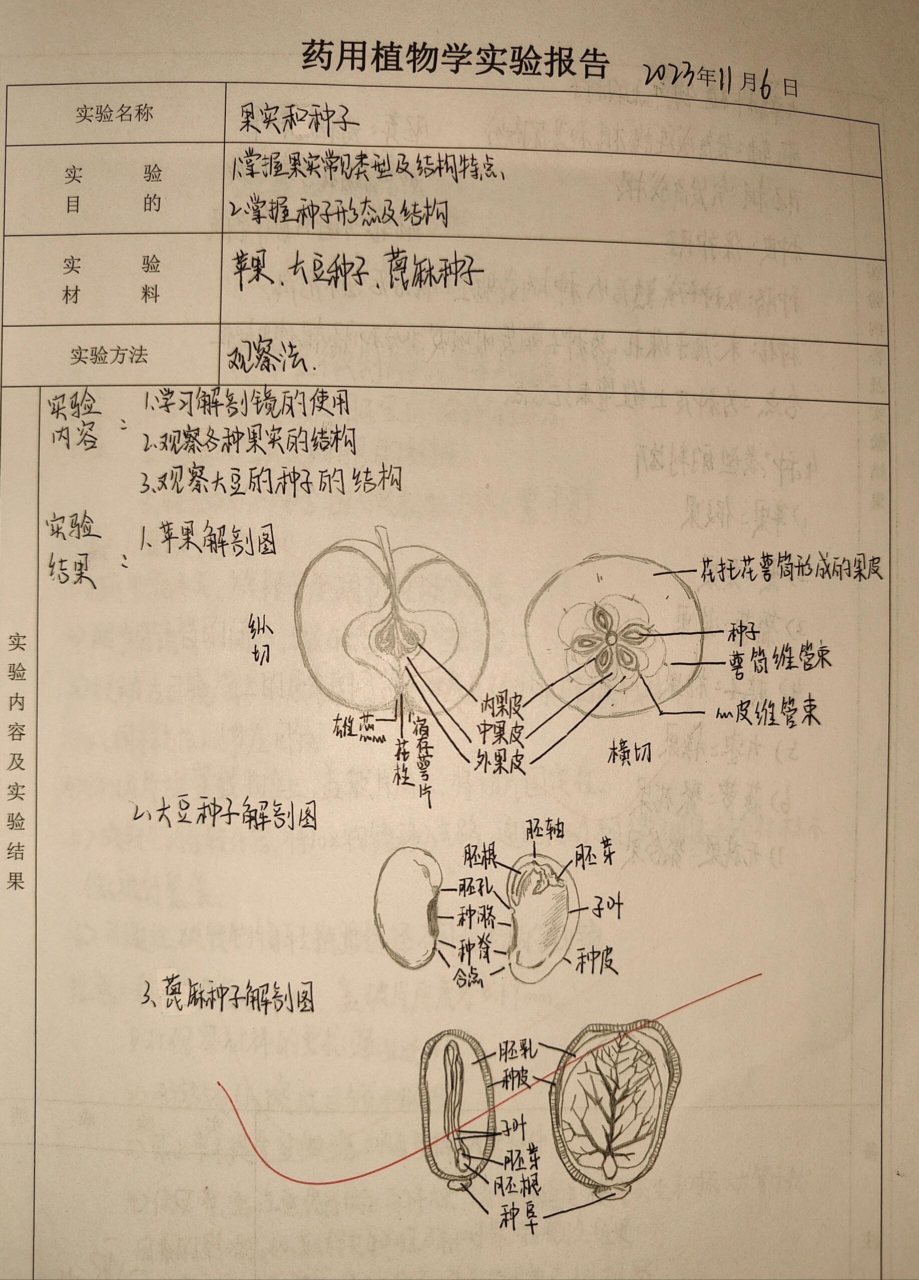 苹果果实解剖结构图图片