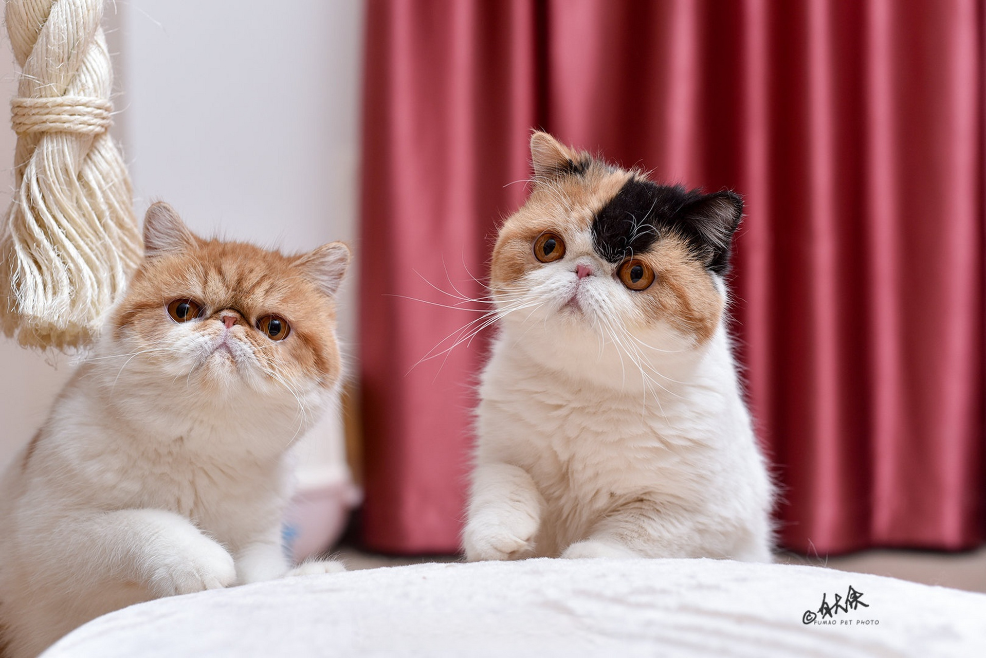 更新两张咪豆的照片.#福猫猫舍# #青岛加菲猫