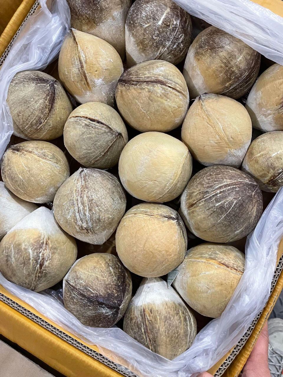 9593泰国鳄鱼牌94老树椰皇 05 新大陆独家,老椰的椰肉更厚,汁