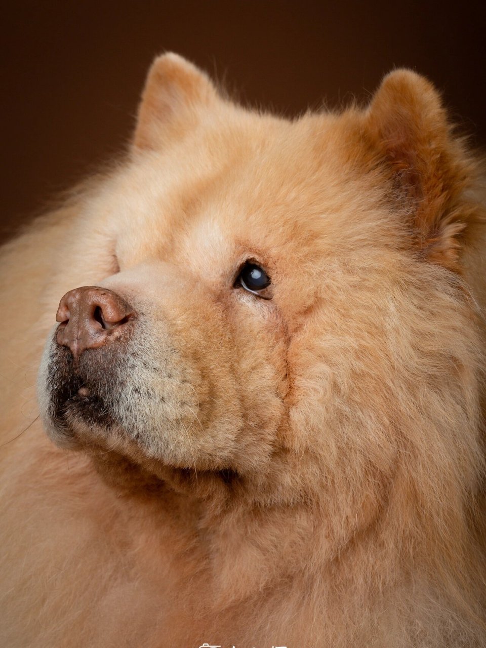 松狮舌头是紫色的,你是最后一个知道的吗?