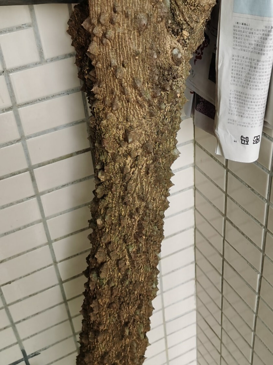 求这个树的学名!