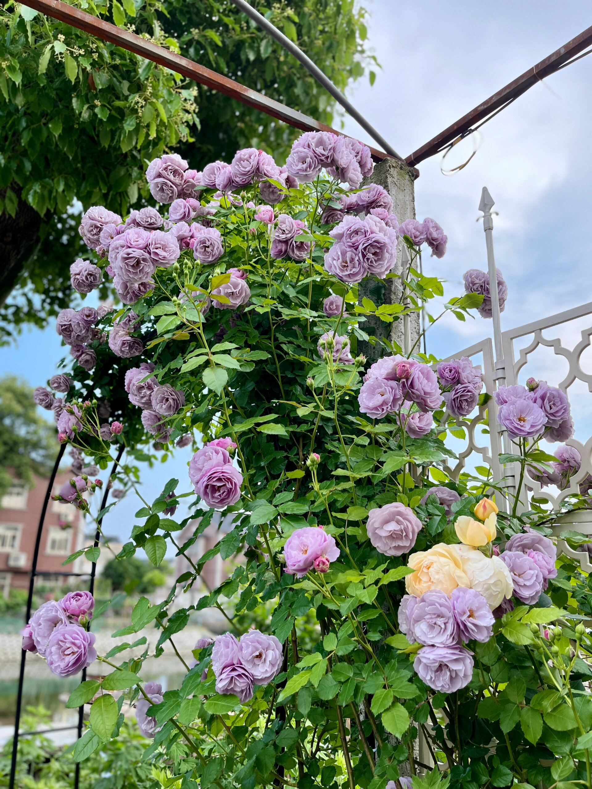 紫色无刺藤本月季 薰衣草花环.