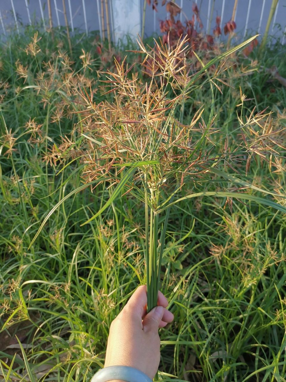 【香附】别名:雀头香,莎草根,香附子 香附是一味中药,根部入药,有理气