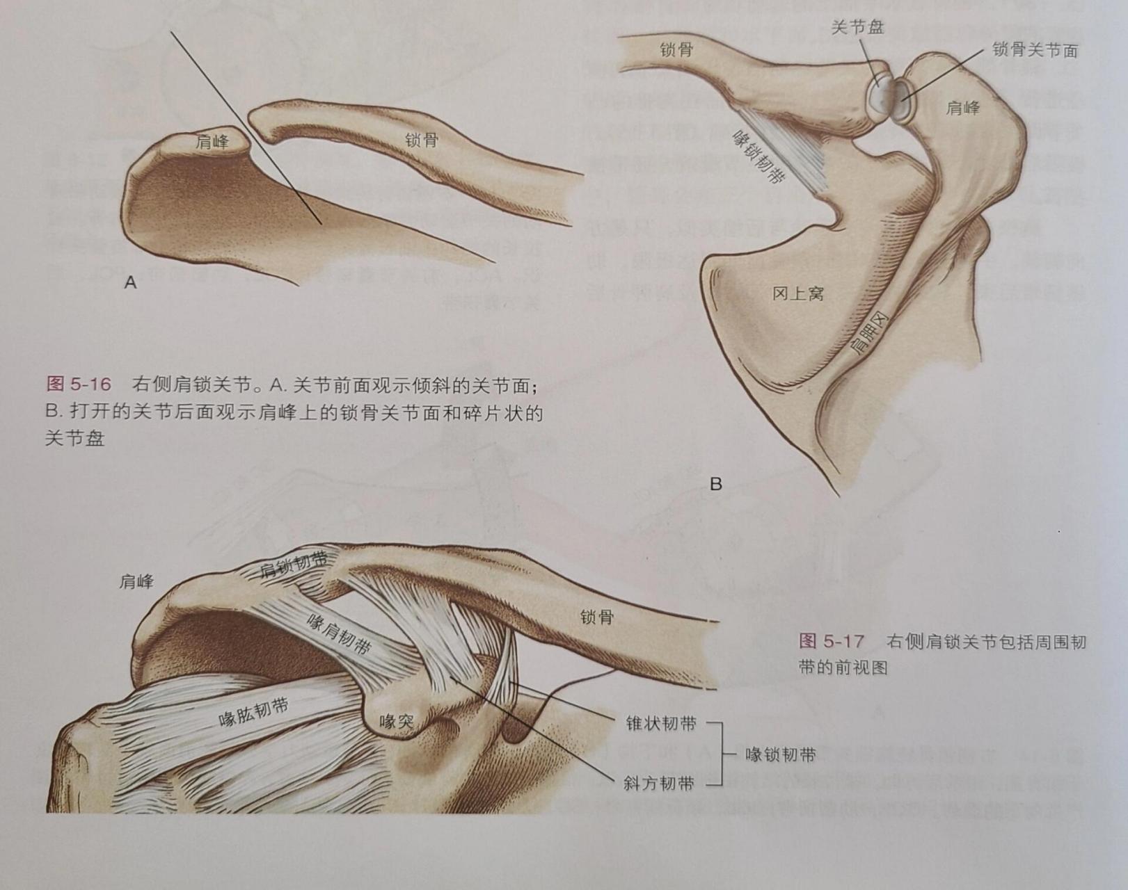 肩峰锁骨关节图片