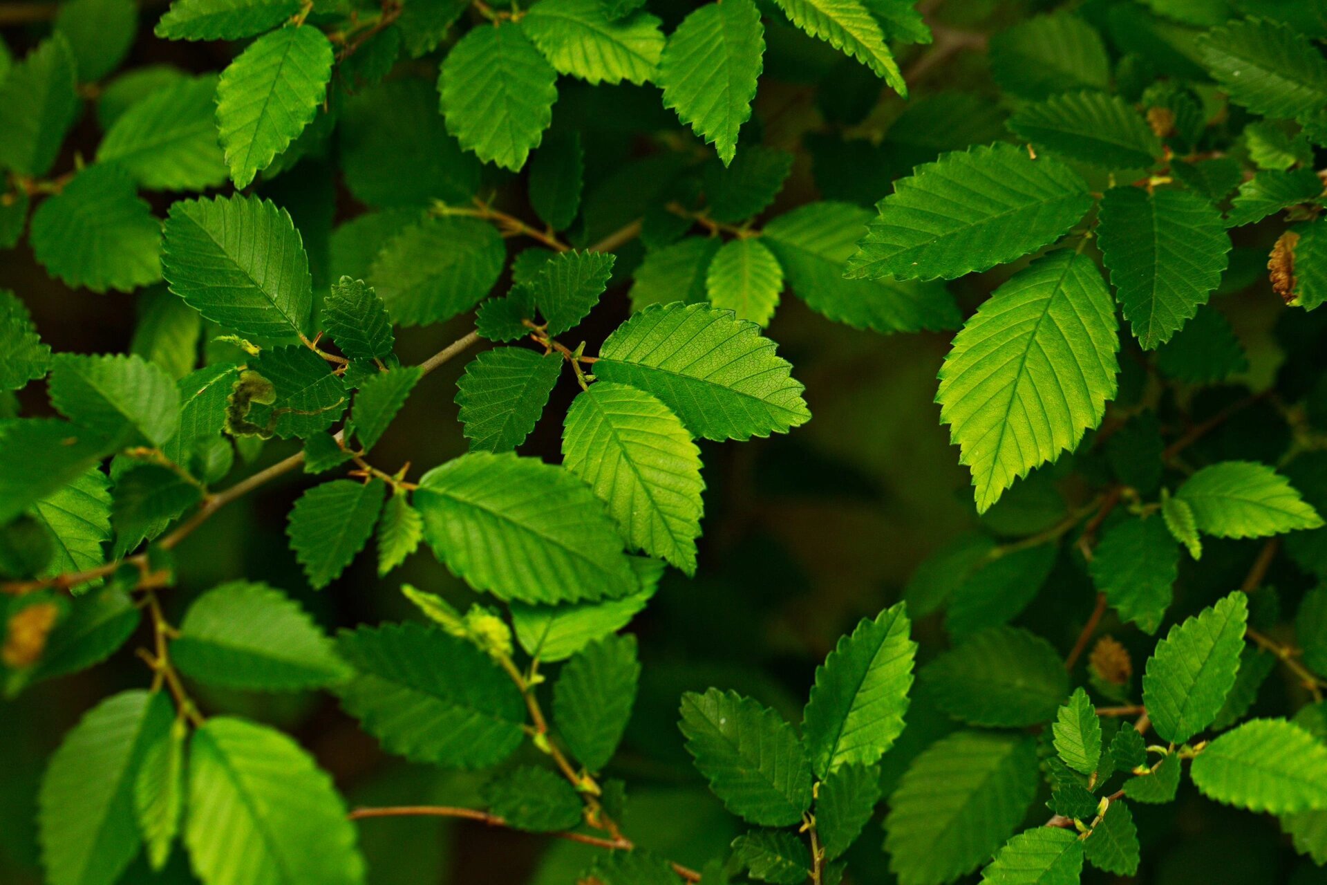 榆树植物图片