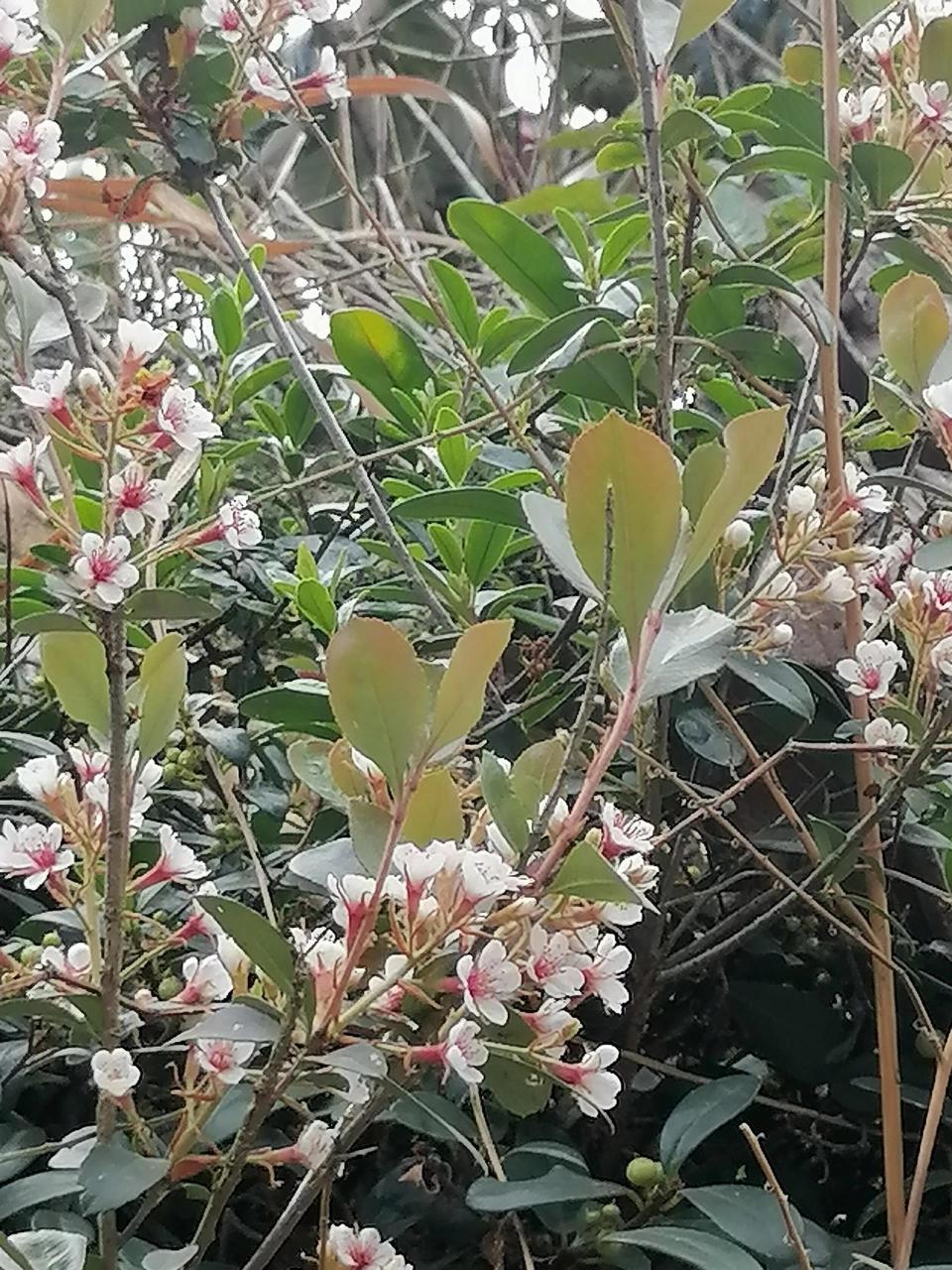 海岛春花 海岛春花近段时间突然火了,许多朋友都到网上买来栽种,很
