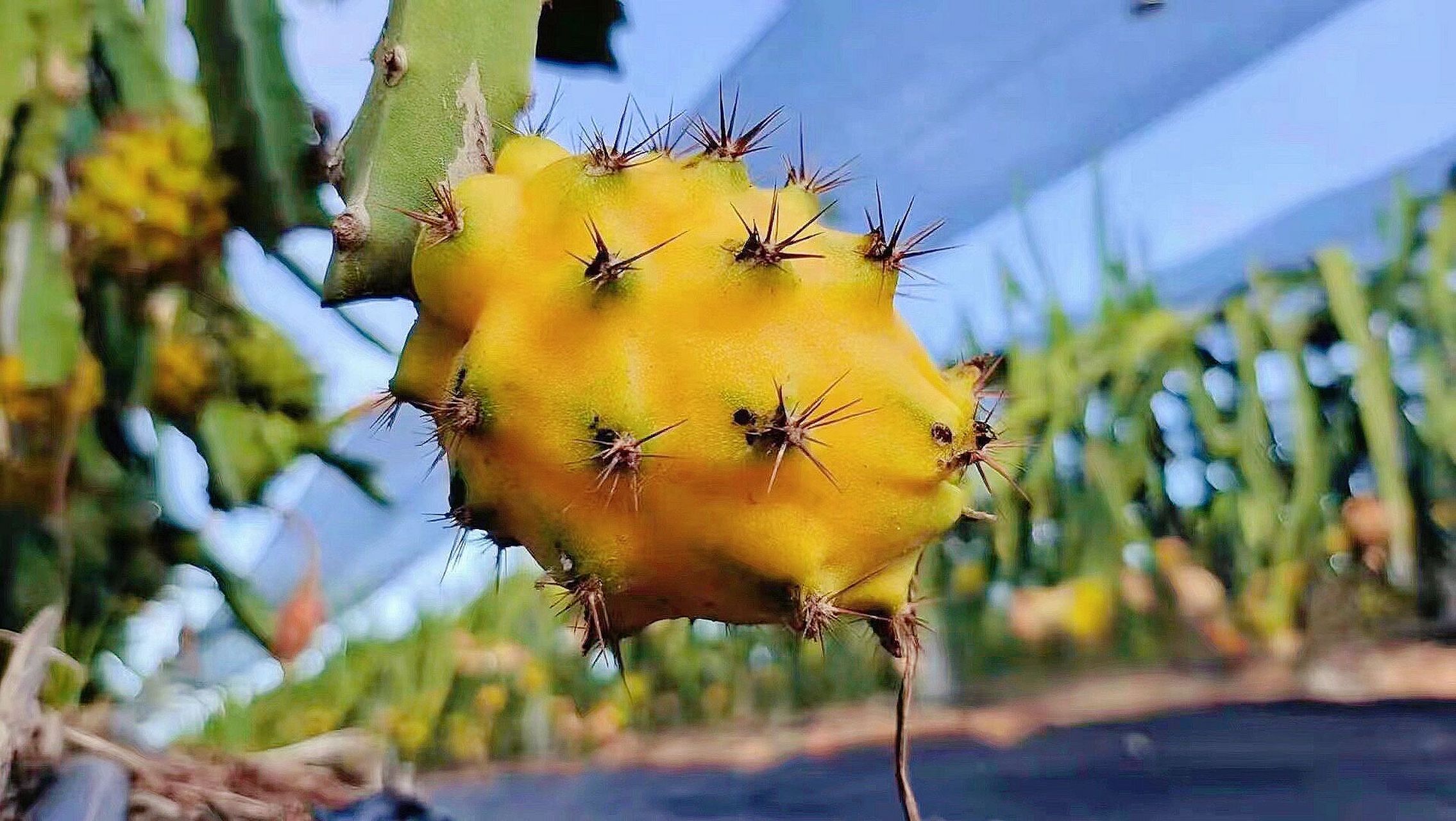 燕窝果又名麒麟果,也就是黄皮的火龙果,是市面上很少见的一种水果,在
