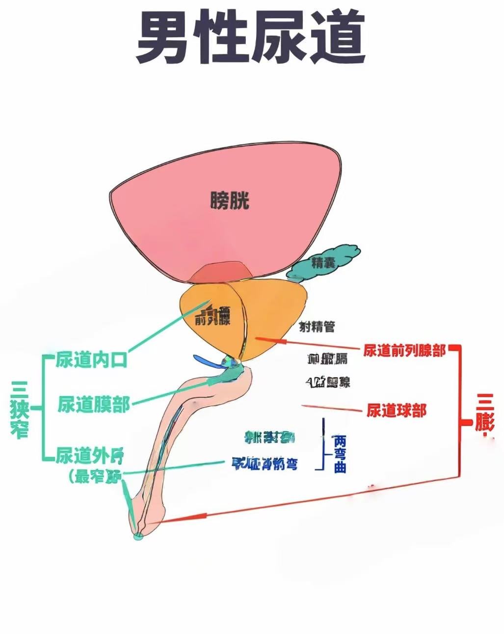 尿道的图片对比前中后尿道怎么分膀胱和尿道的连接肾膀胱前列腺尿道图