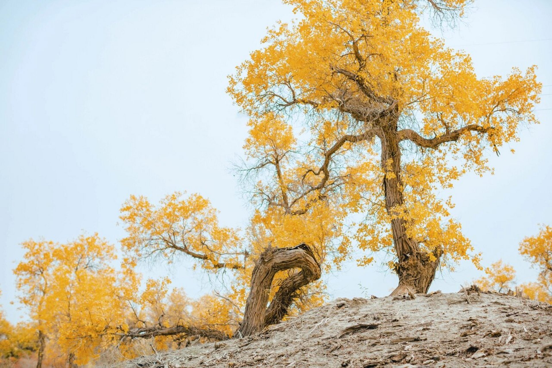 新疆旅游|库尔勒尉犁县喀尔曲尕水上胡杨林 大美新疆,给大家安利一个
