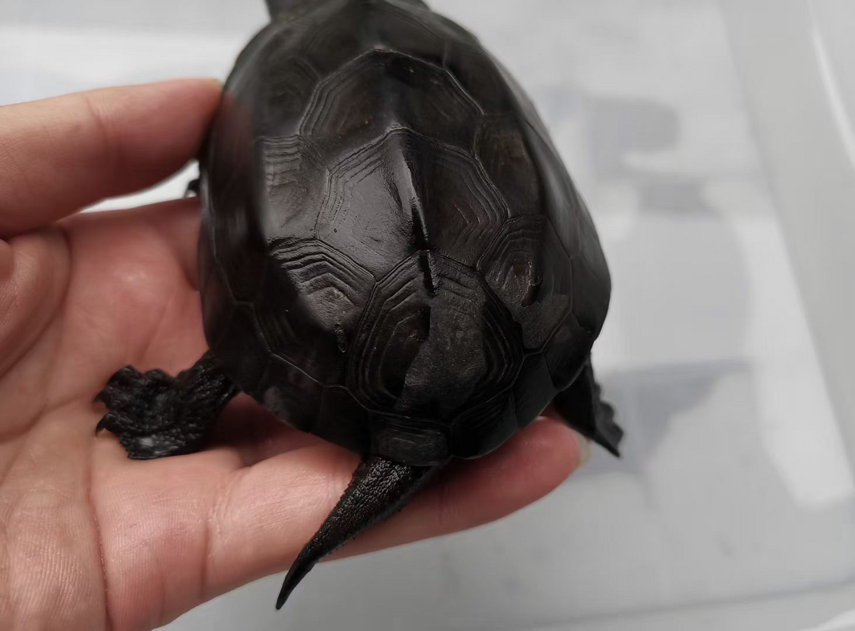 镇宅墨龟,辟邪首选! 顶级无锈24k刀刻满纹纯炭墨,密纹路小掌墨,绝品.